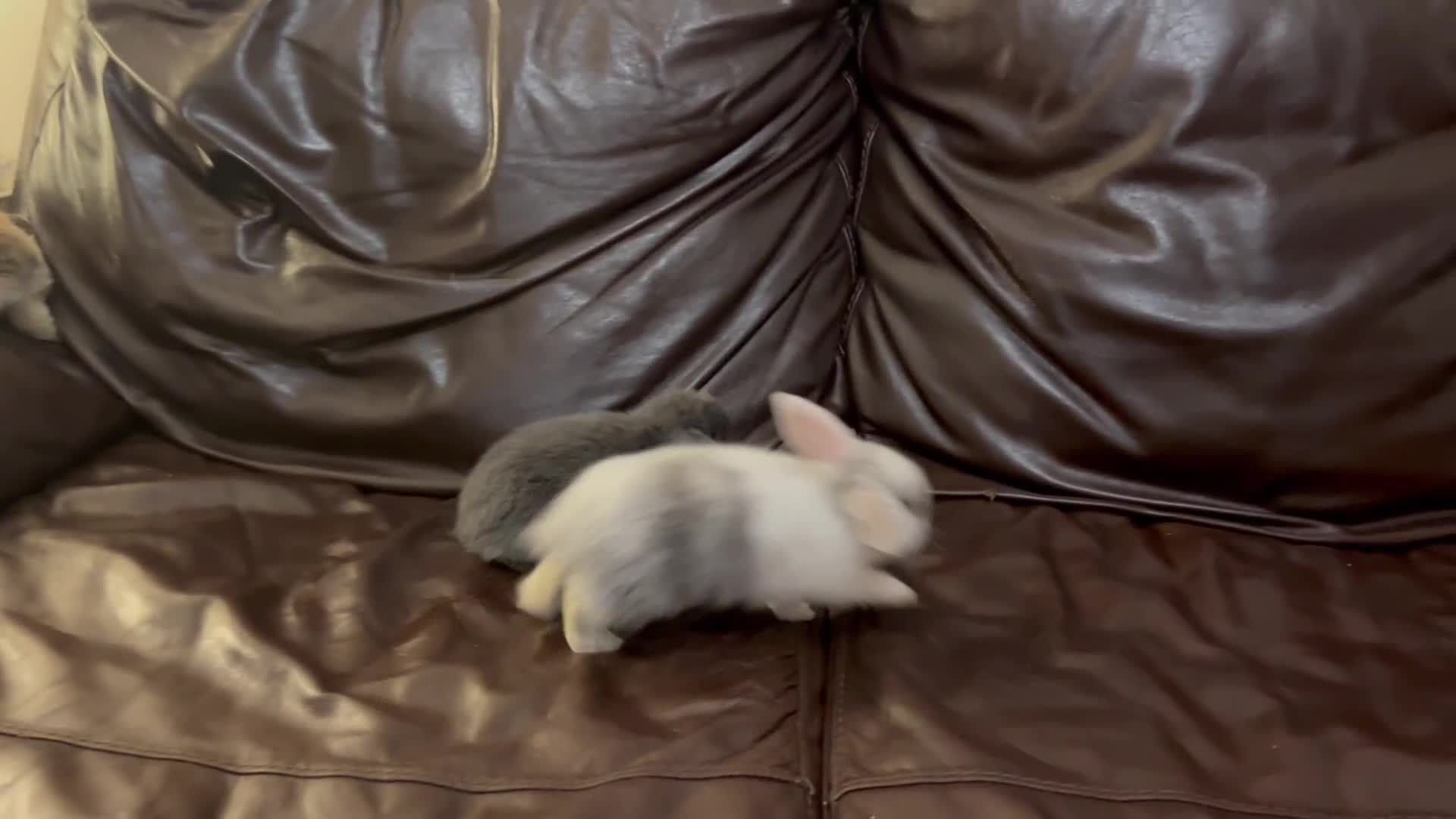 Mini Lop rabbits for sale: Lovely baby minilops for sale  - Video 1