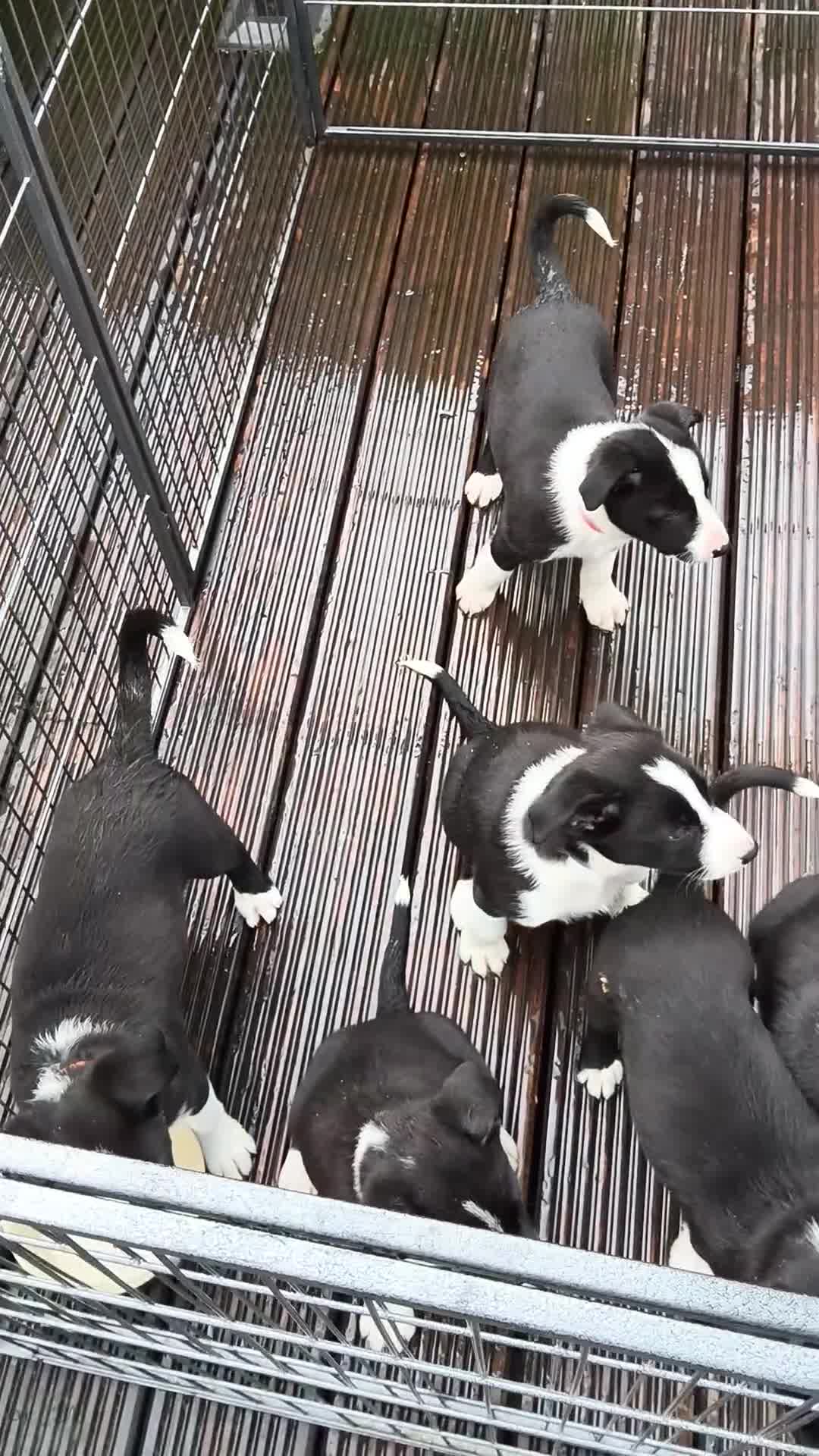 Border Collie dogs for sale: Border Collie pups for sale - Video 1