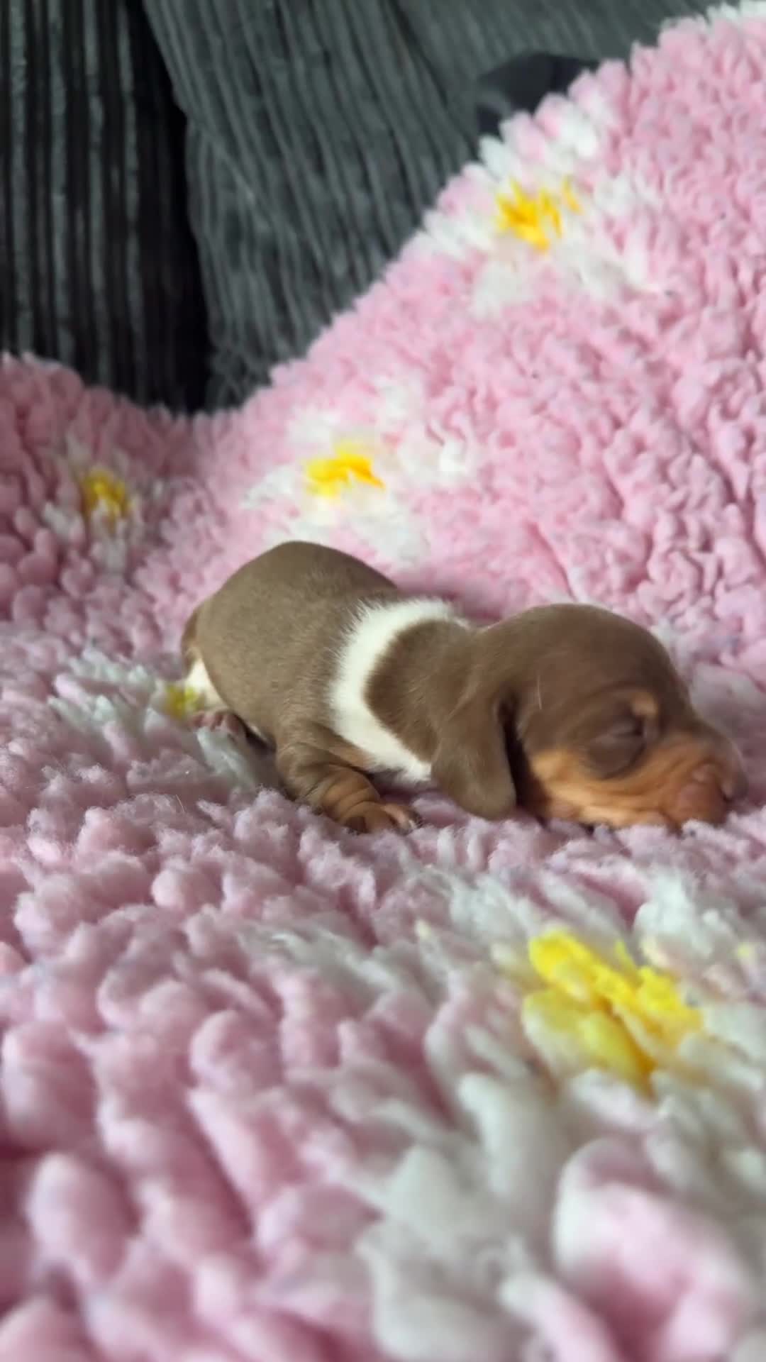 Dachshund dogs for sale: Puppies  - Video 2