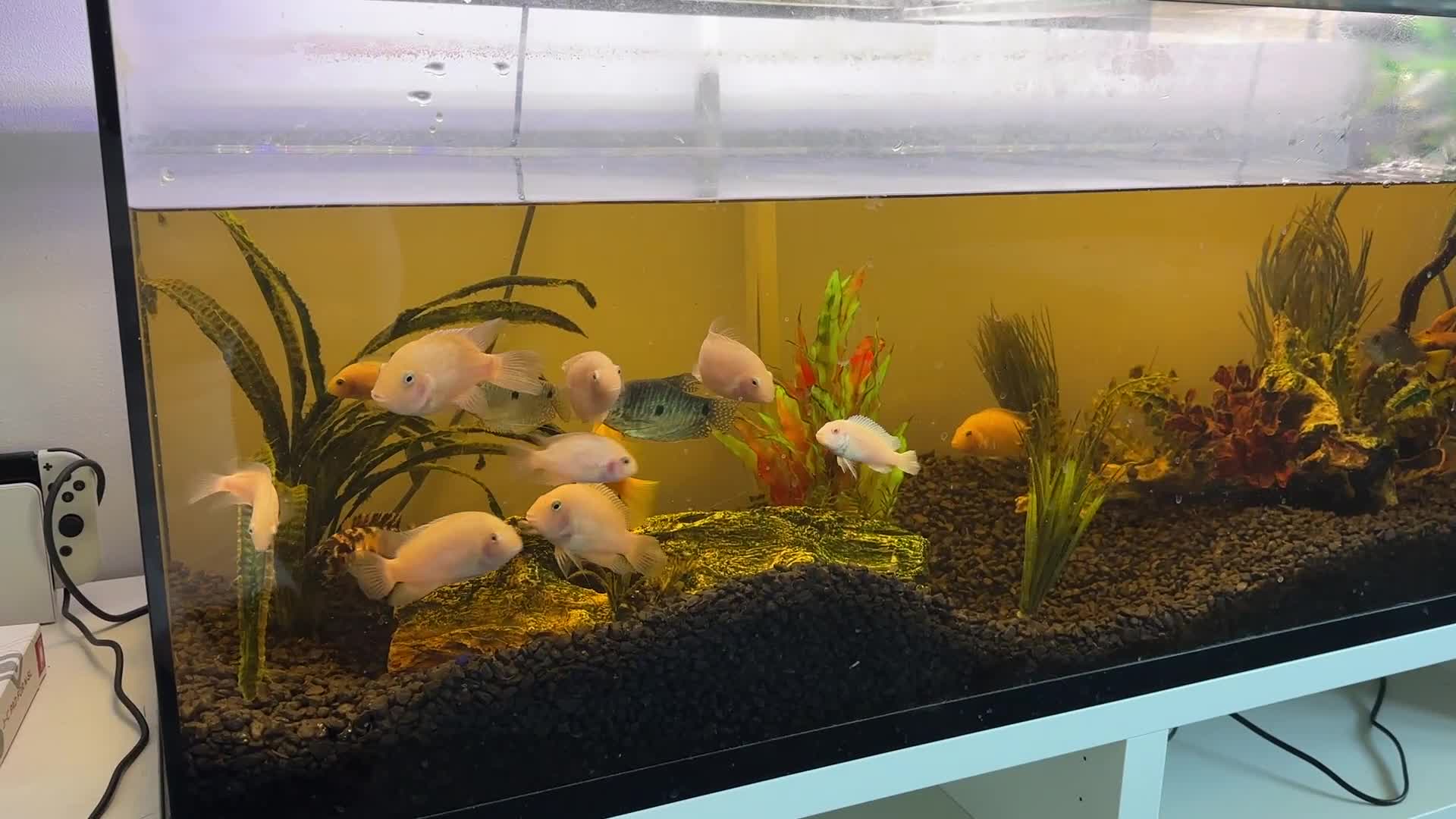 Cichlids fish for sale: Approx 25 cichlids of varying sizes  - Video 2