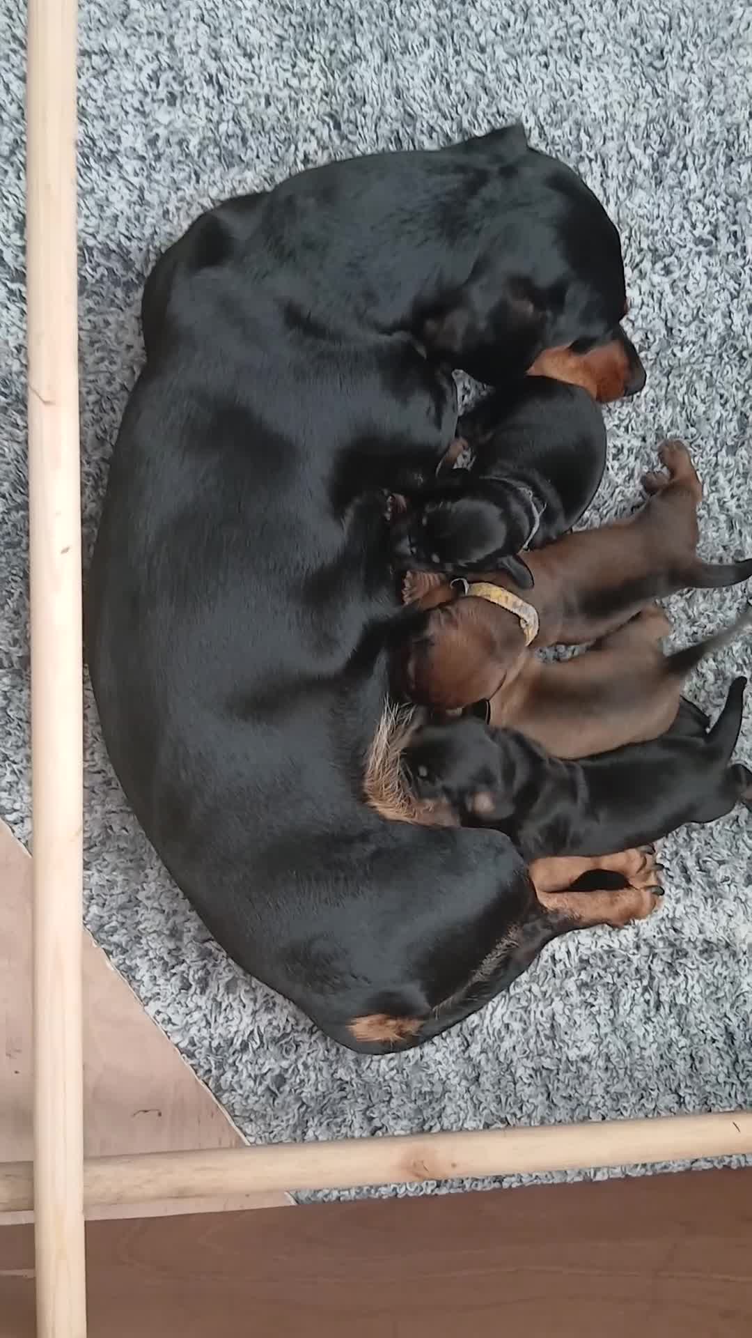 Dachshund dogs for sale: Standard dachshund puppies - Video 1