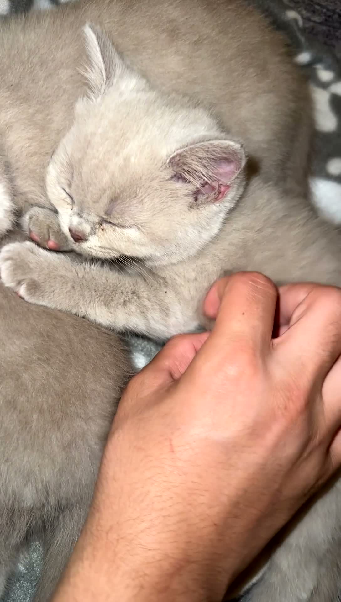 Scottish Fold cats for sale: 3 Lilac Scottish fold x British shorthairs£800-100 - Video 3