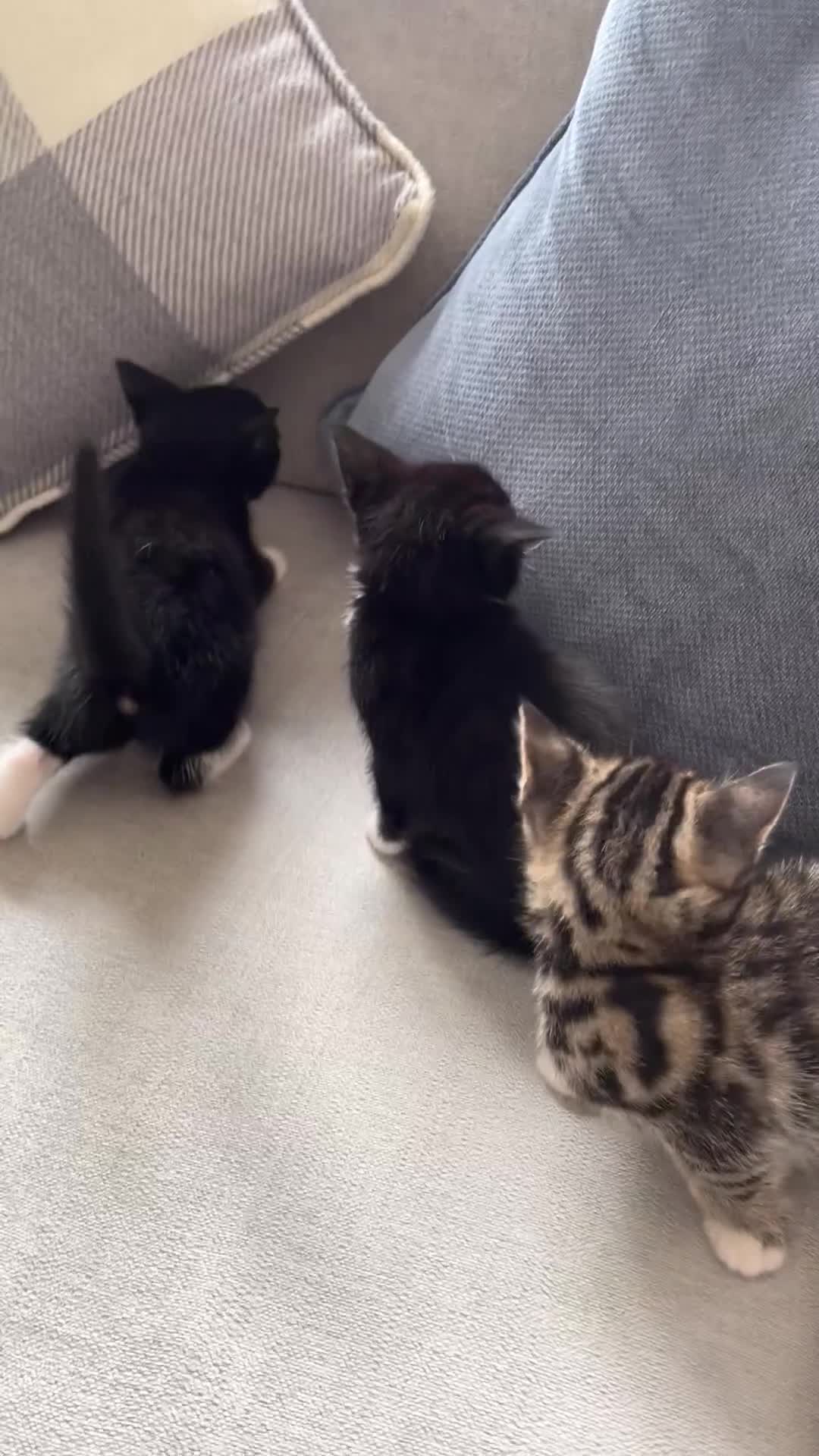 Domestic Shorthair cats for sale: 3 x Kittens - Video 1