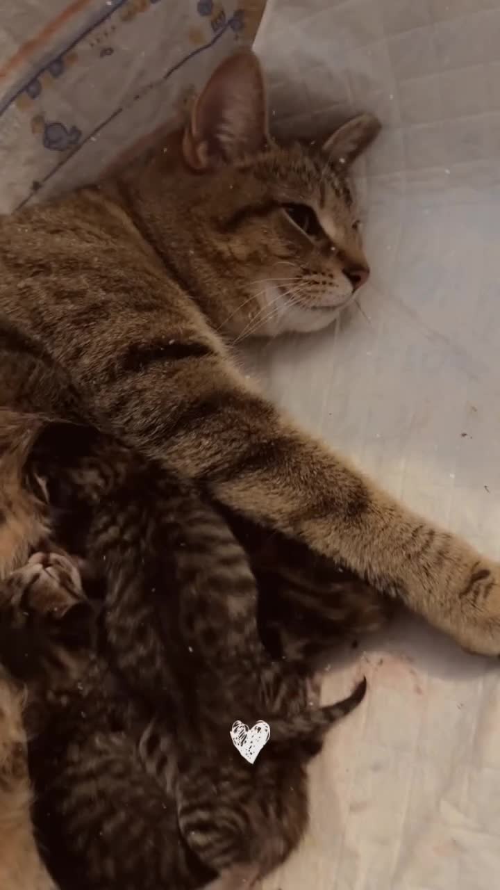 Mixed Breed cats for sale: 4 beautiful kittens  - Video 1