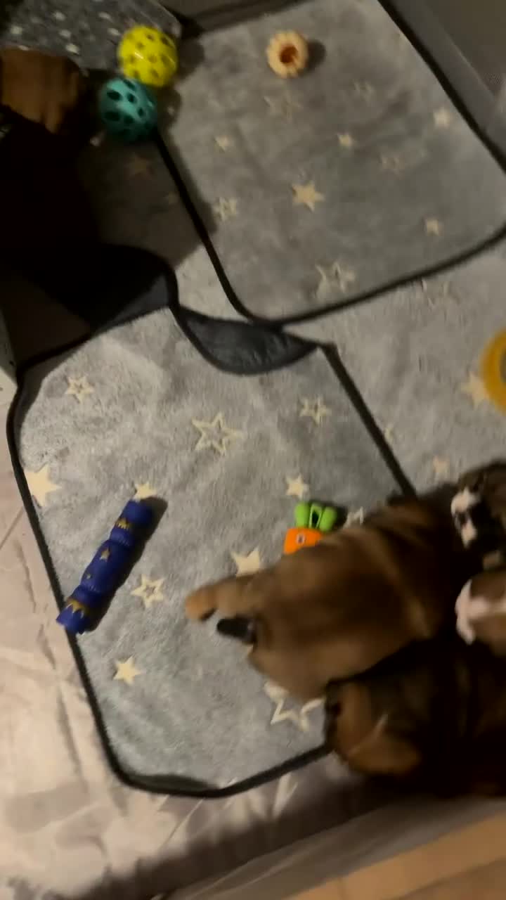 English Bulldog dogs for sale: 🌸❤️ TOP BLOOD LINE ENGLISH BULLDOGS RED AND WHITE - Video 2