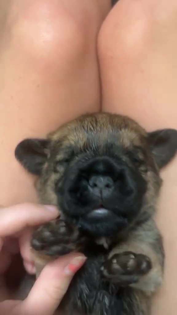 Border Terrier dogs for sale: KC registered Border Terrier puppies  - Video 1
