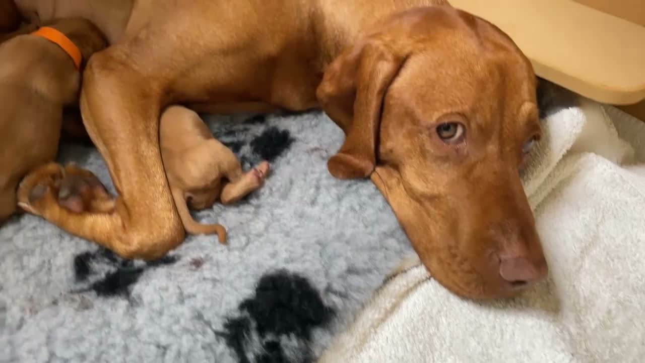 Hungarian Vizsla dogs for sale: HUNGARIAN VIZSLA PEDIGREE PUPS • ALFORD SCOTLAND - Video 2