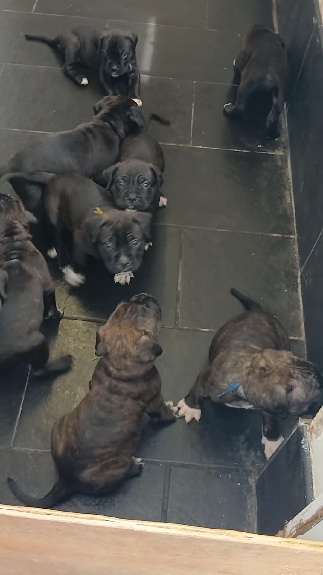 Cane Corso dogs for sale: Corso Mastiff Puppies  - Video 2