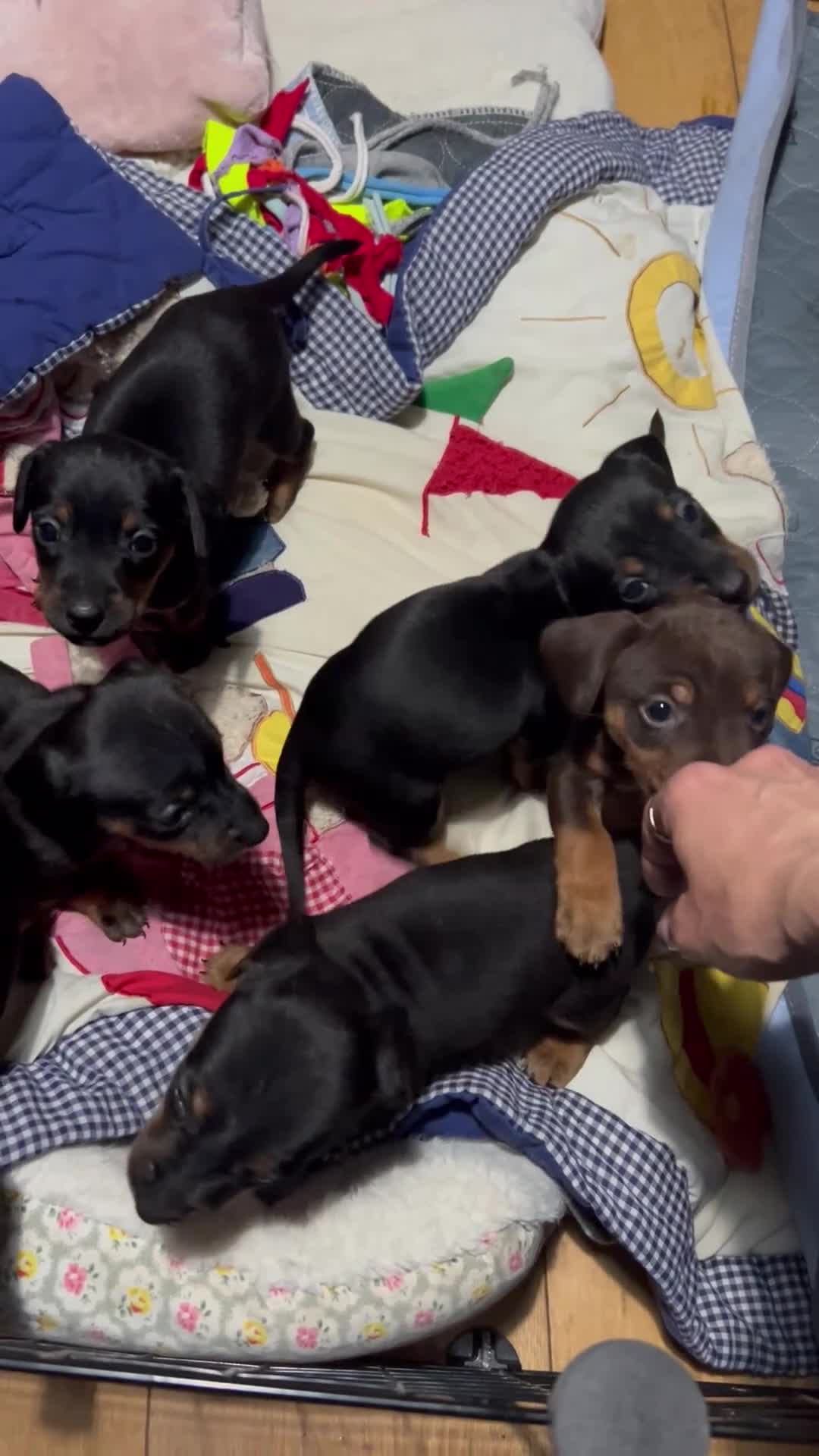 Jackshund dogs for sale: Adorable Dachshund x Jack Russell Puppies  - Video 3
