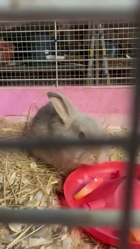 Mini Lop rabbits for sale: Rabbits for sale mini lop - Video 1
