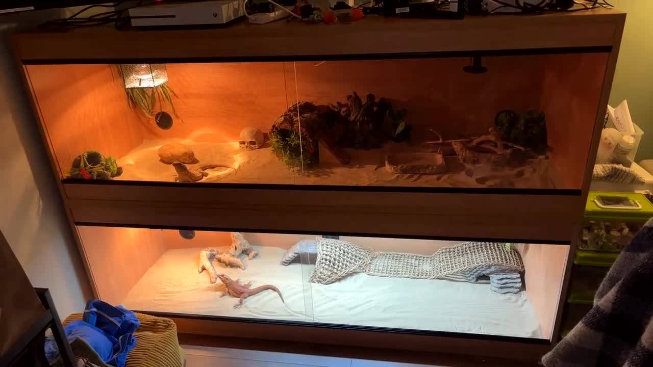 Bearded Dragon reptiles for sale: 2 bearded dragons for sale in Dereham - Video 4