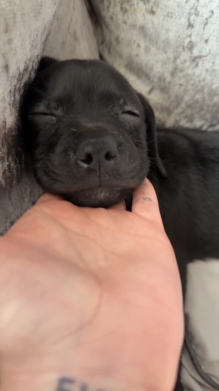 Mixed Breed dogs for sale: Lab x staffy girl puppy 2 Months old  - Video 3