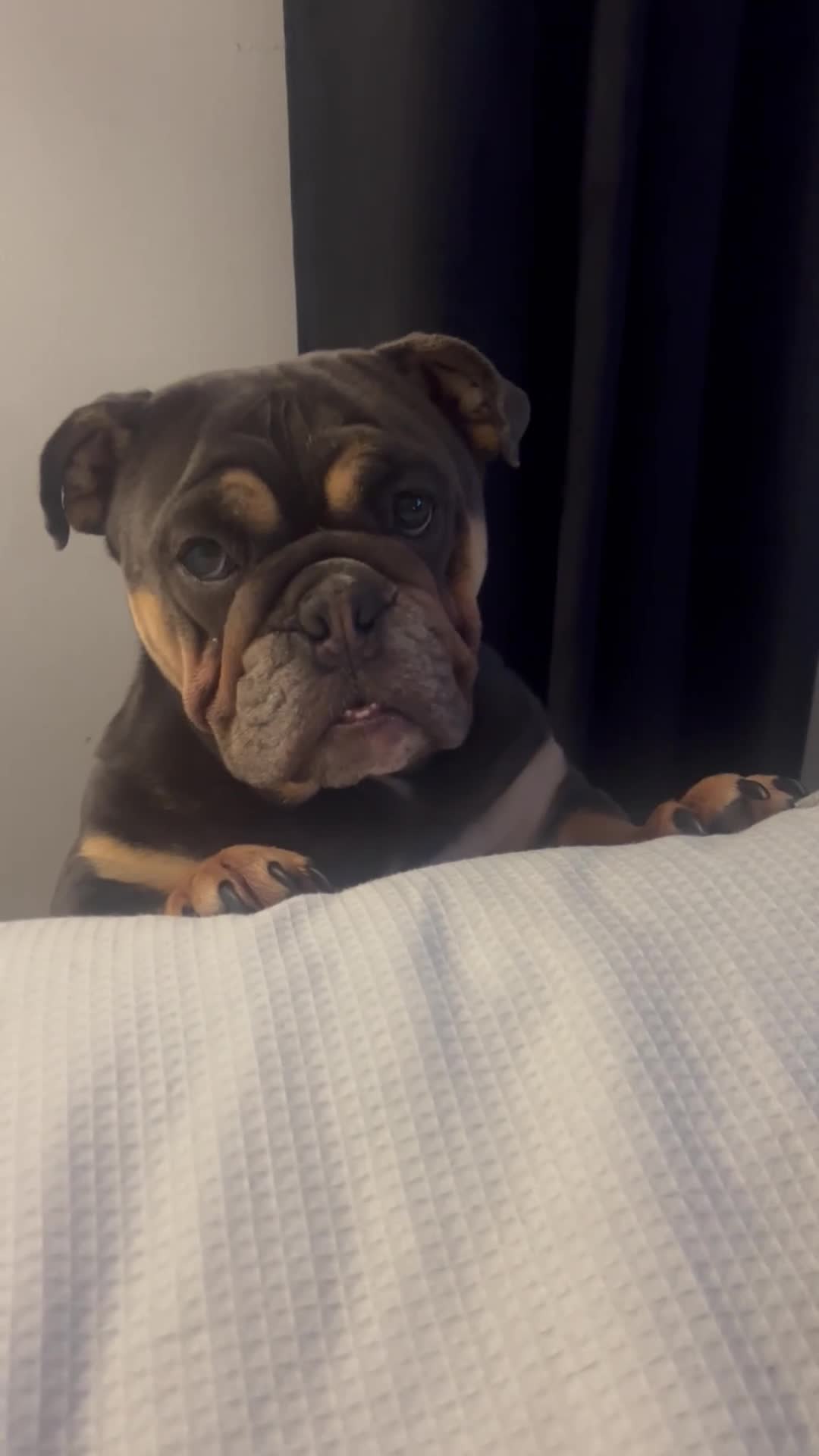 English Bulldog dogs for sale: English bulldog litter due soon 🐾 in Glasgow - Video 4