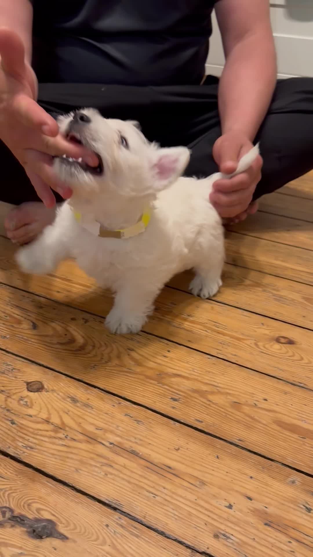 West Highland Terrier dogs for sale: KC West Highland Terrier pedigree puppies - Video 1