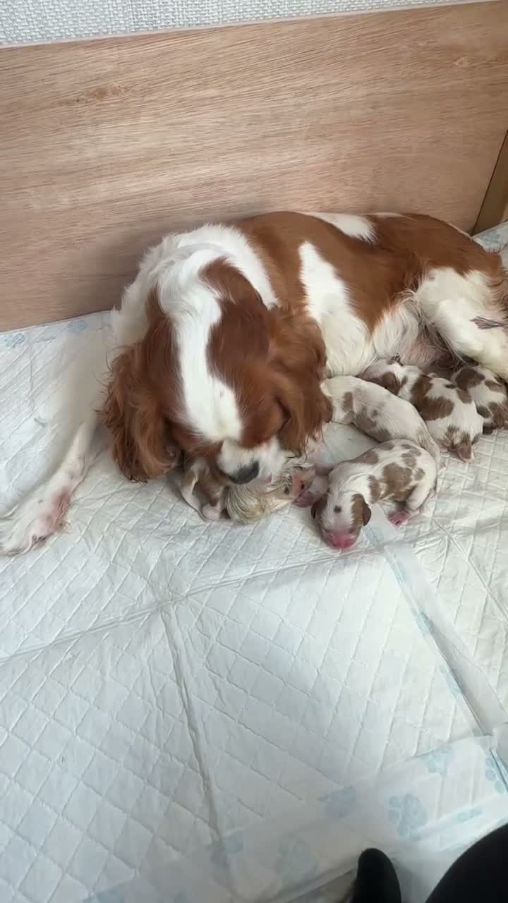Cavalier King Charles Spaniel dogs for sale: King Charles Cavalier Puppies -  - Video 1