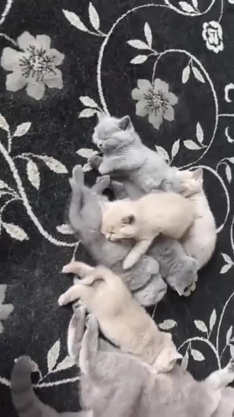 British Shorthair cats for sale: British Shorthair kittens  for sale  - Video 2