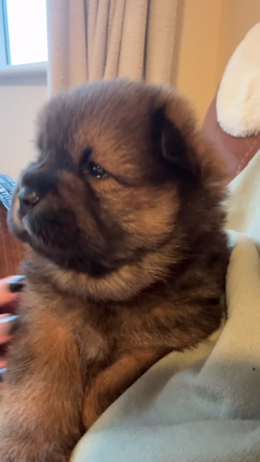 Chow Chow dogs for sale: READY TO LEAVE NOW last girl! Chow Chow Puppies - Video 3