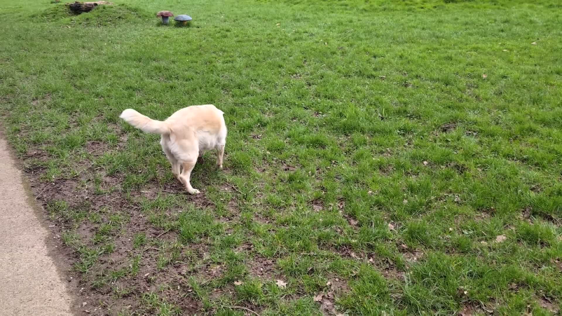 Golden Retriever dogs for sale: ❤️BELLA❤️ - Video 3