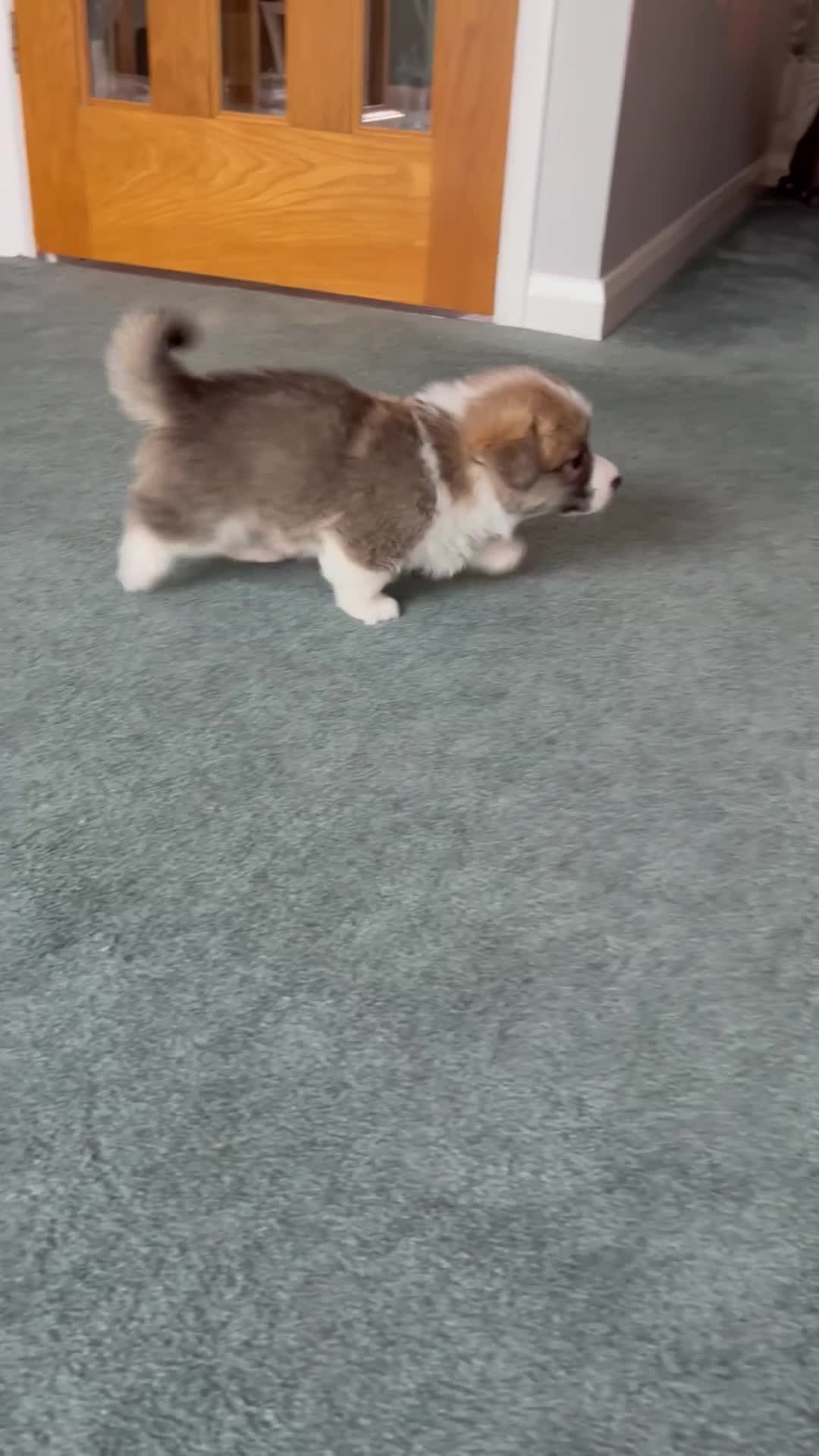 Welsh Corgi Pembroke dogs for sale: Welsh Pembroke Corgi - Video 1