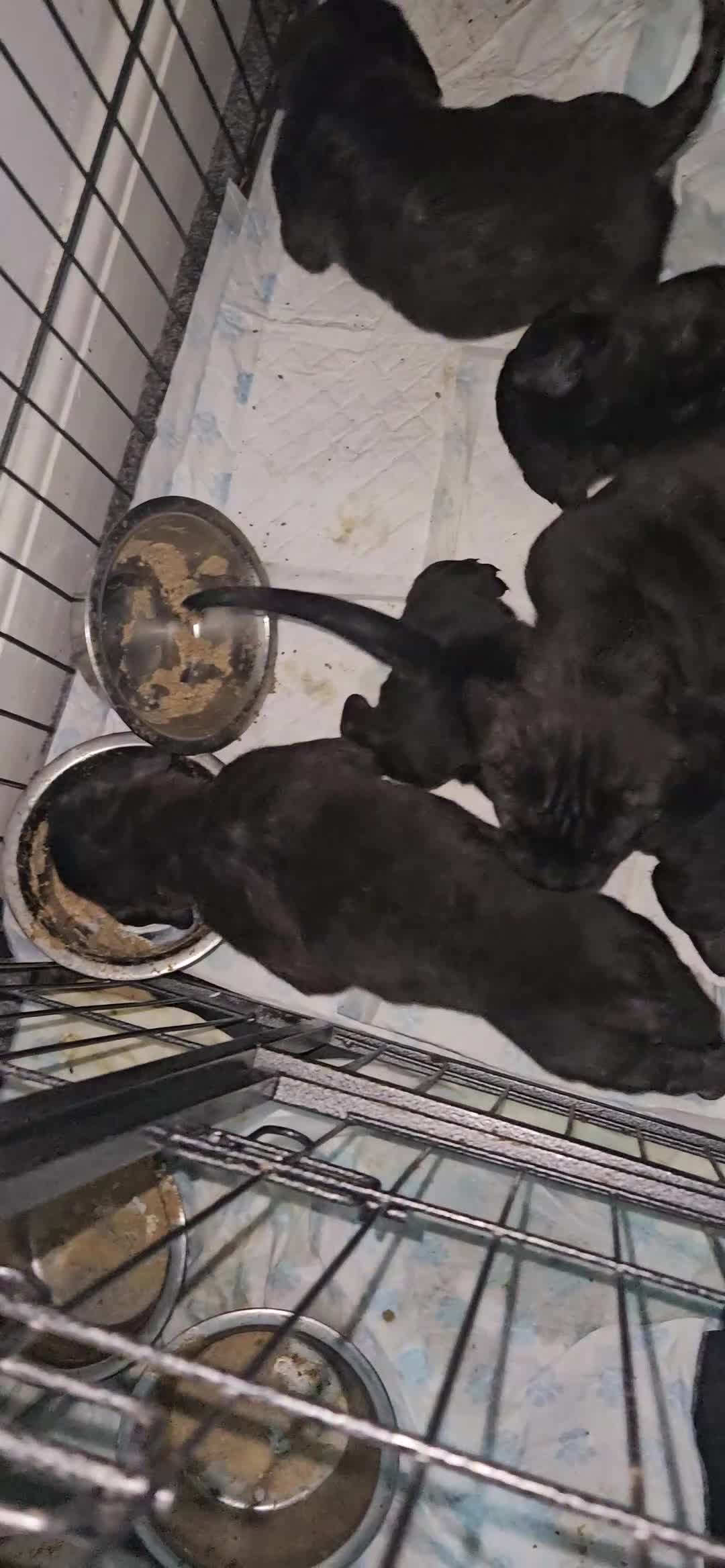 Mixed Breed dogs for sale: Pure Cane corso / pure presa canario puppies. - Video 4