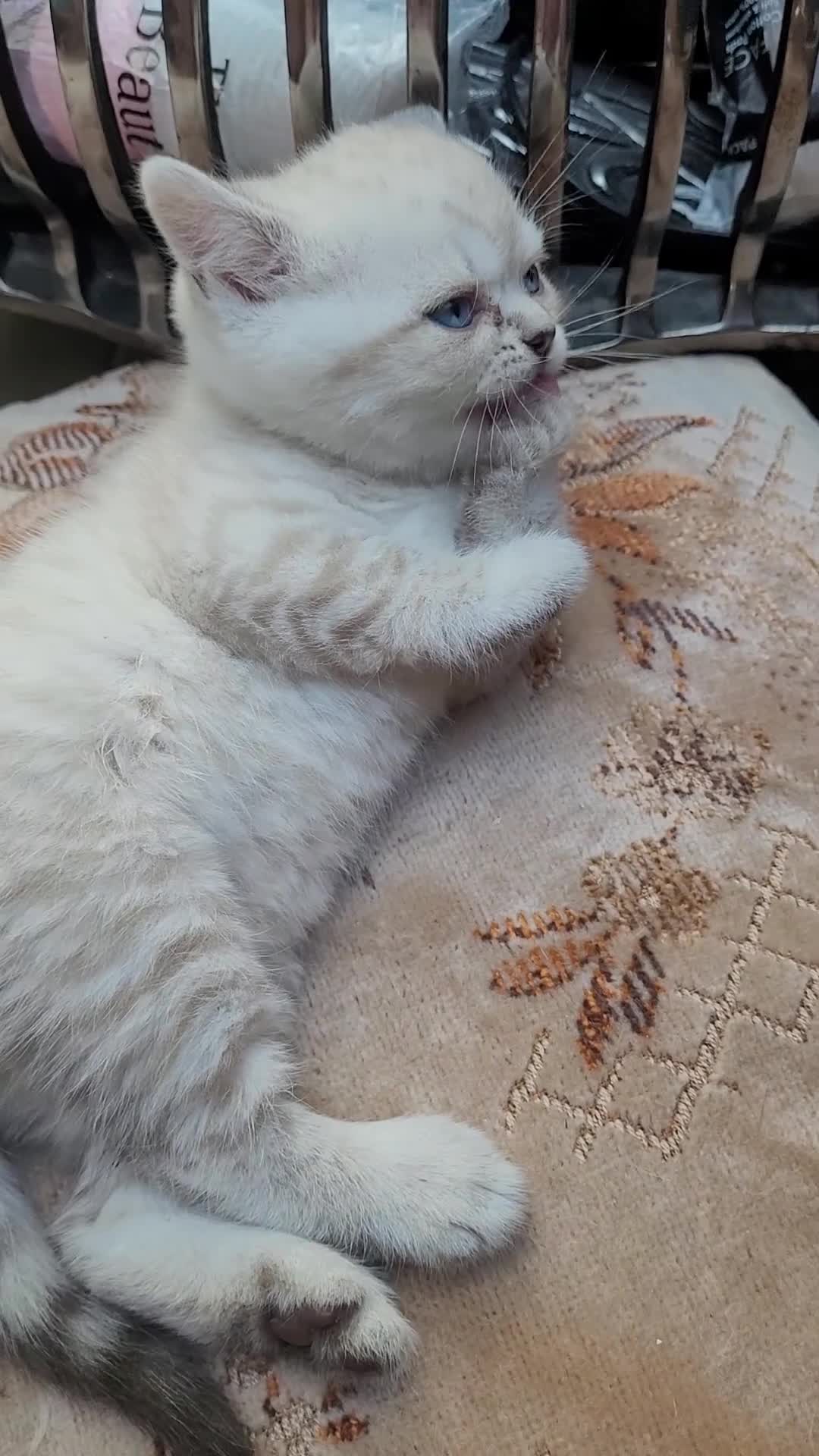 Scottish Fold cats for sale: Scottish fold kittens with blue eyes  - Video 2