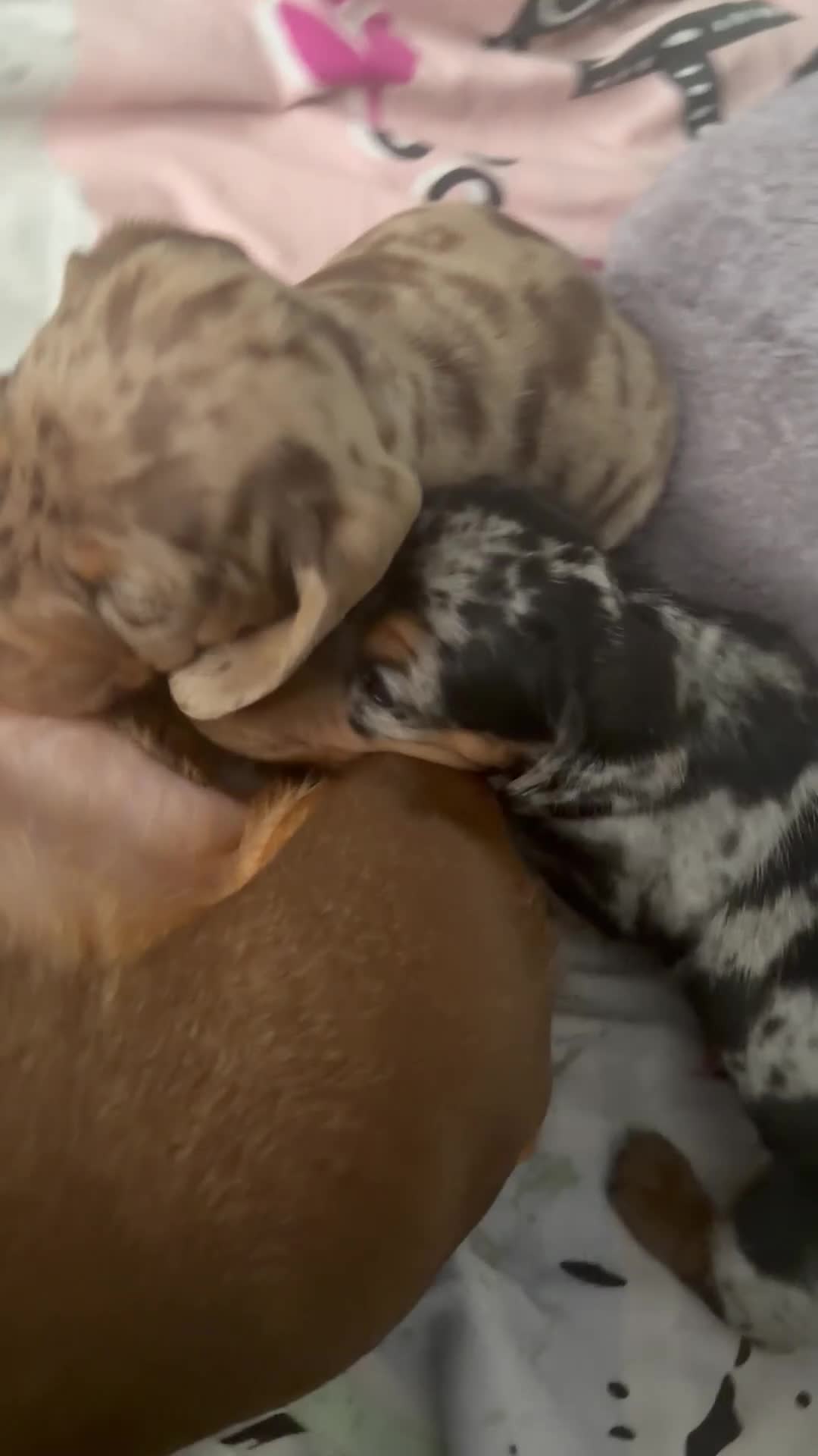 Dachshund dogs for sale: 2 boy Miniture dashund puppies for sale  - Video 4