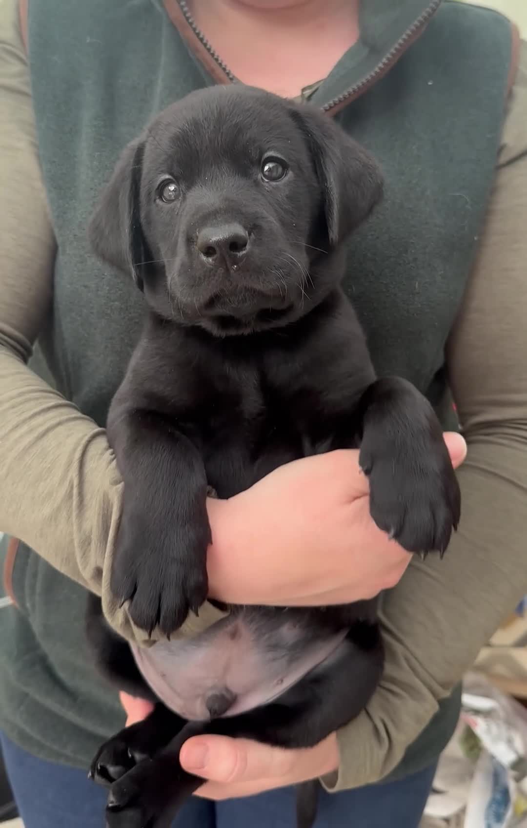 Labrador Retriever dogs for sale: KC Black Labrador puppy's  - Video 1