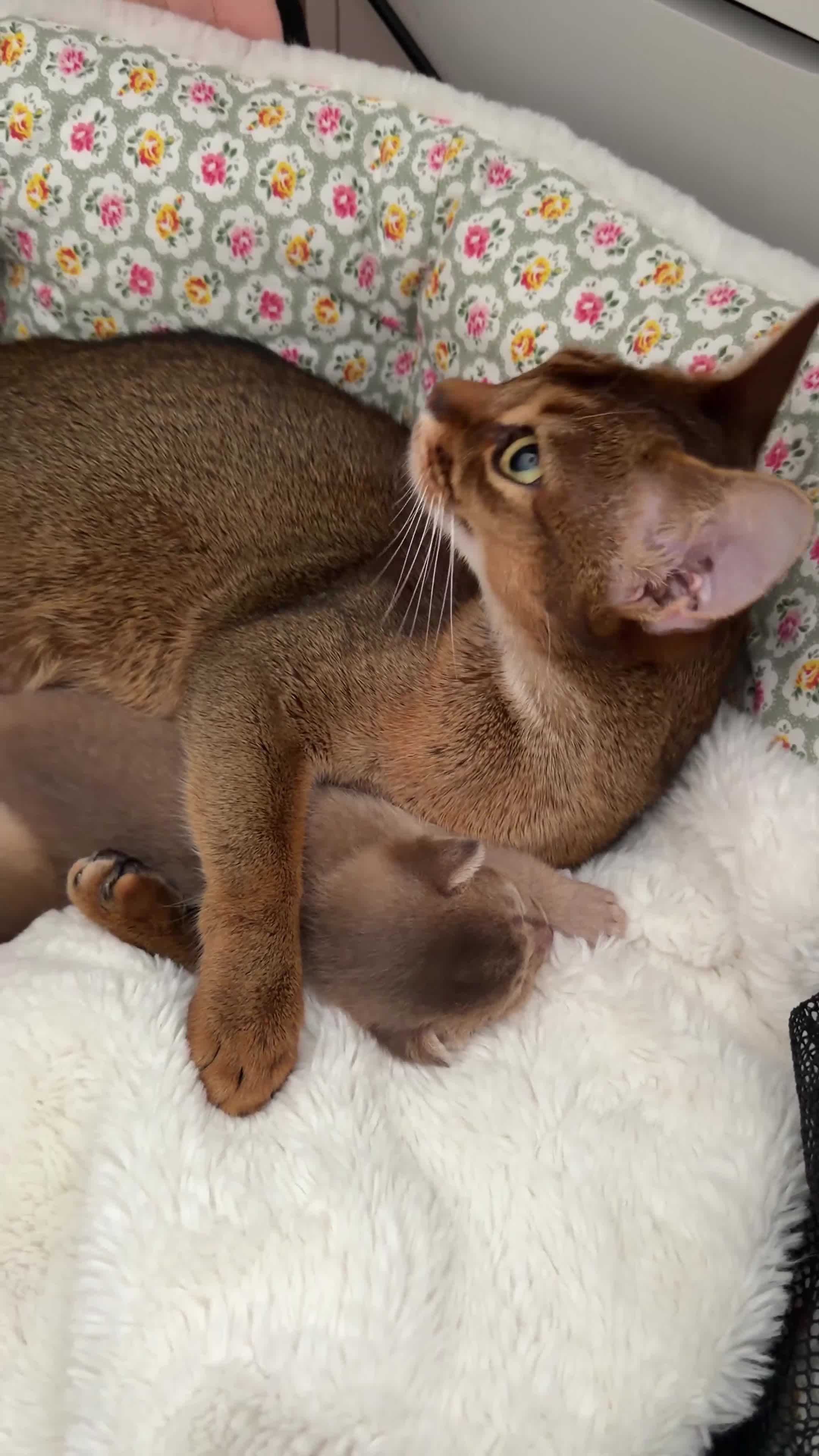 Abyssinian cats for sale: Rare 1 fawn boy 🤍 5 gen pedigree 👑TICA ready now in Wokingham - Video 2