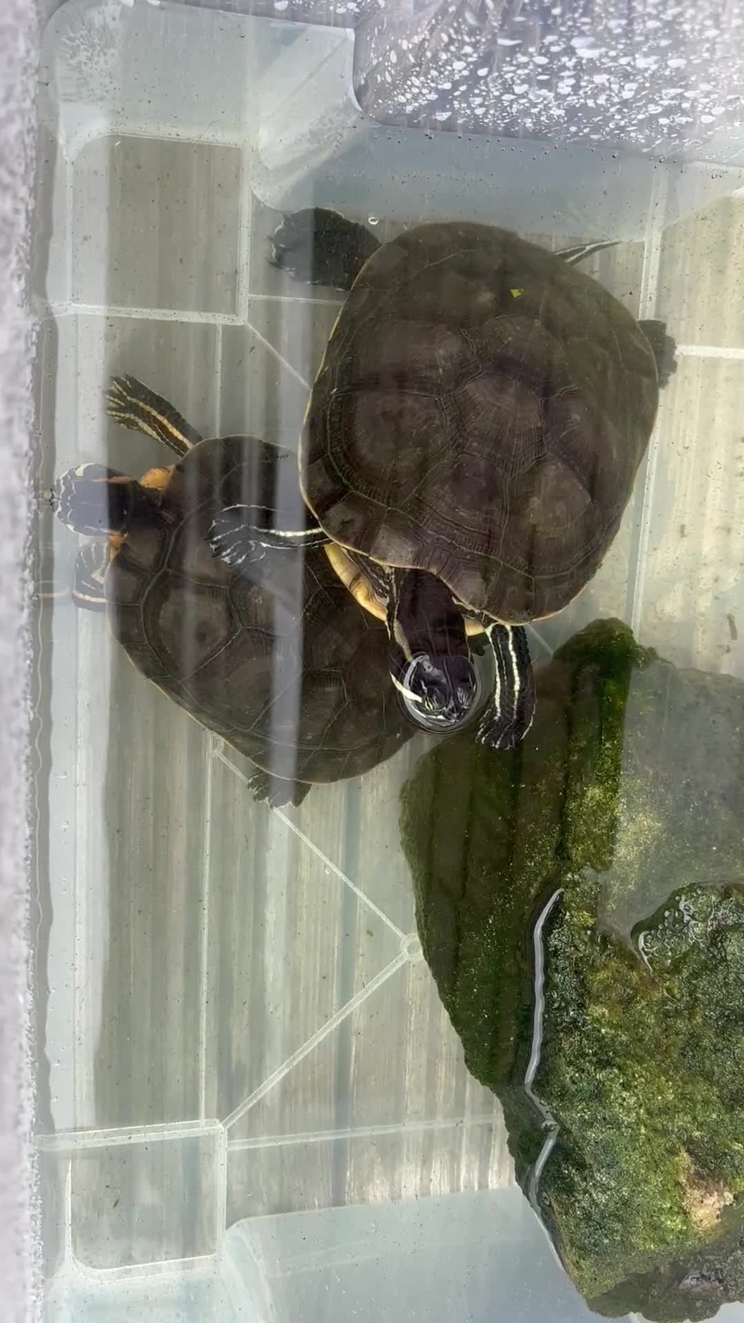Terrapin reptiles for sale: Terrapins - Video 1
