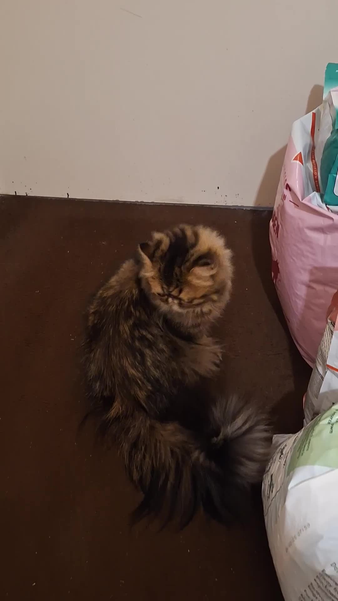 Persian cats for sale: Beautiful  brown tabby female persian  - Video 2