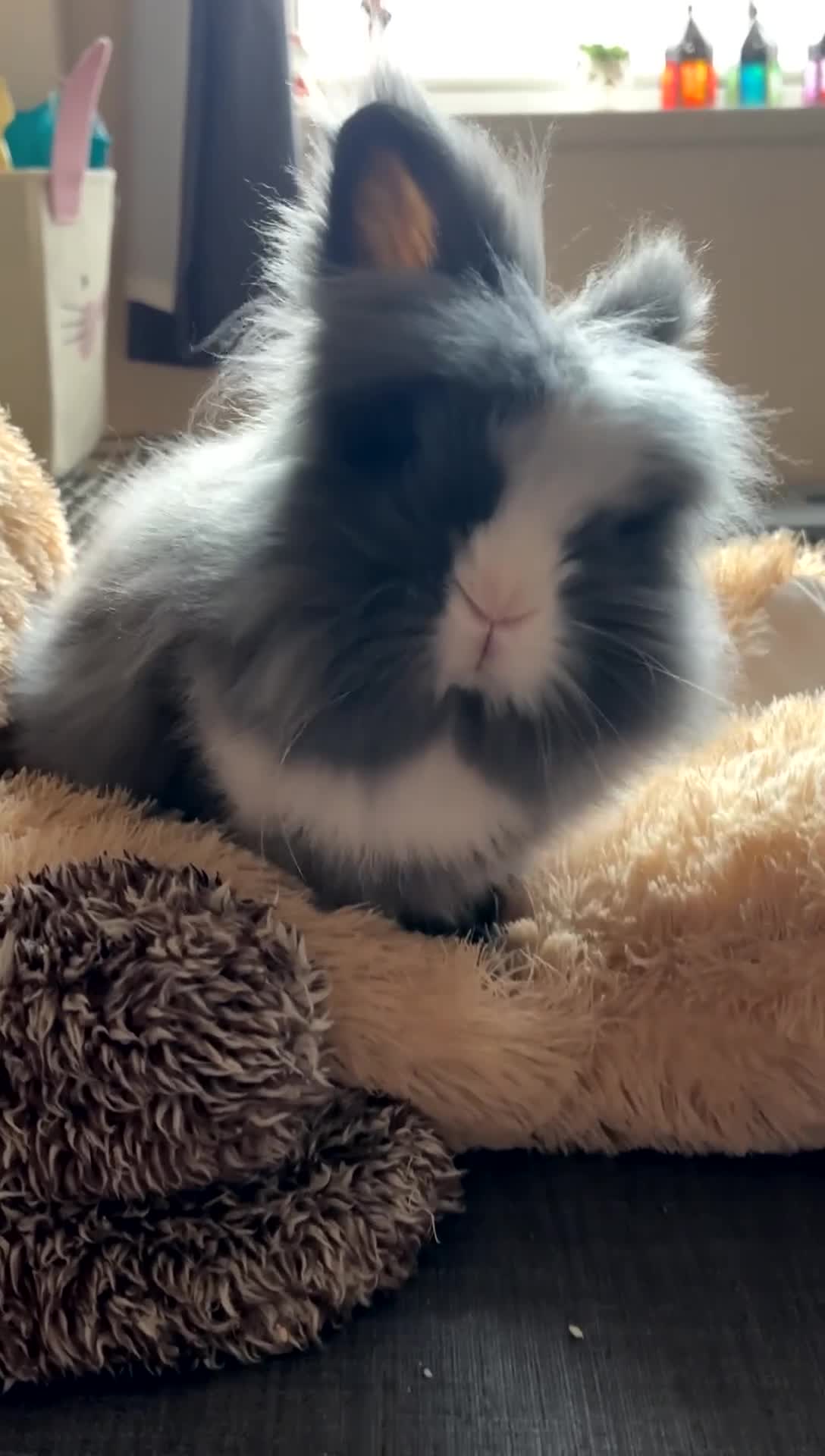 Lionhead rabbits for sale: Male Lionhead Rabbit - Video 1