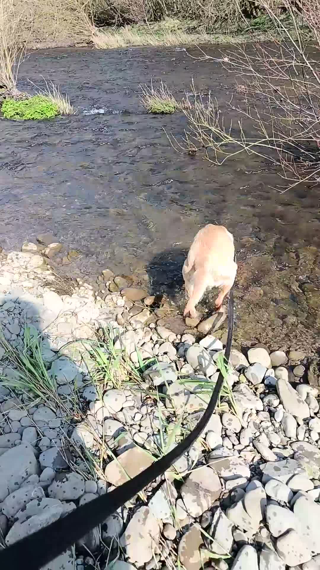 Labrador Retriever dogs for sale: RONNIE - Video 1