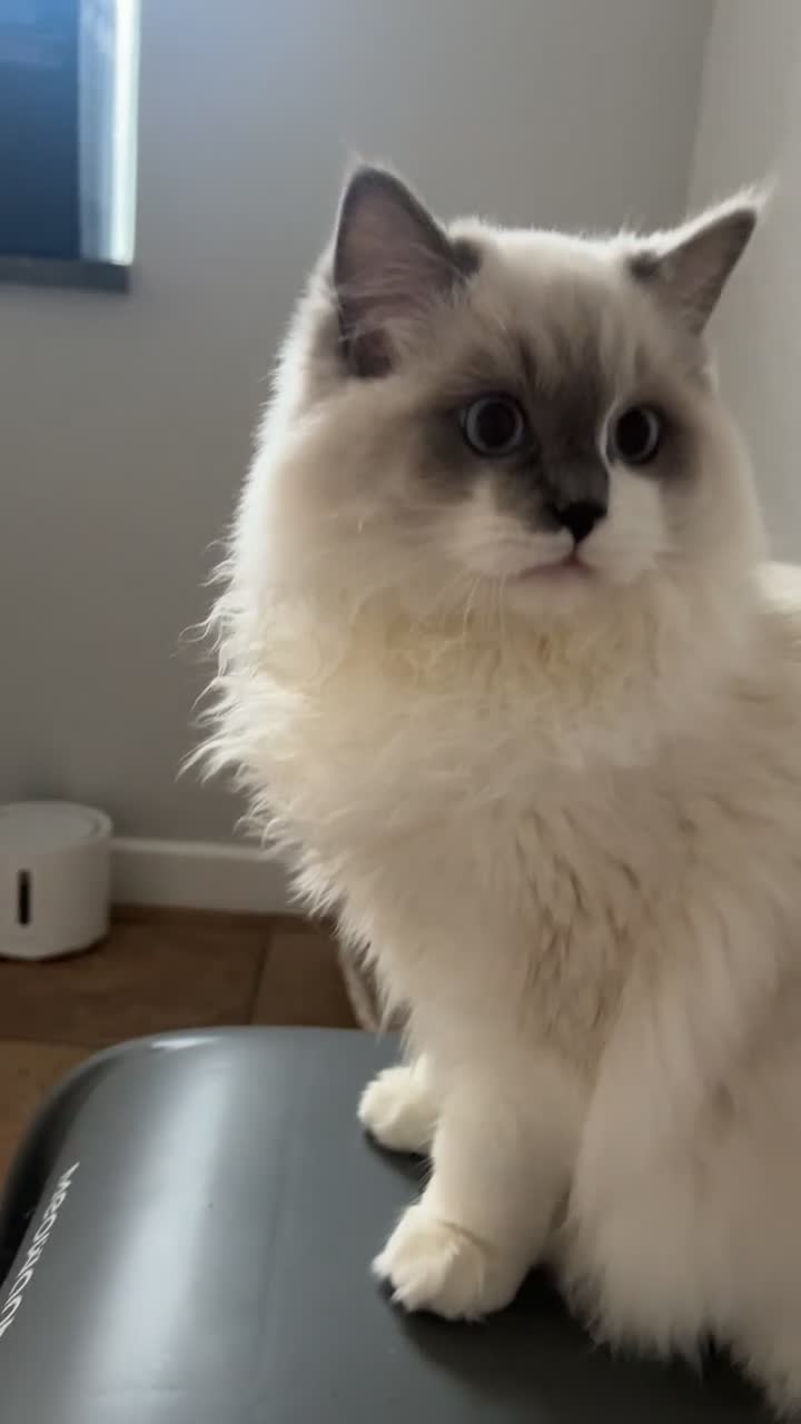 Ragdoll cats for sale: 2 ragdolls cats Tigga and Mimi.  in Birmingham - Video 4