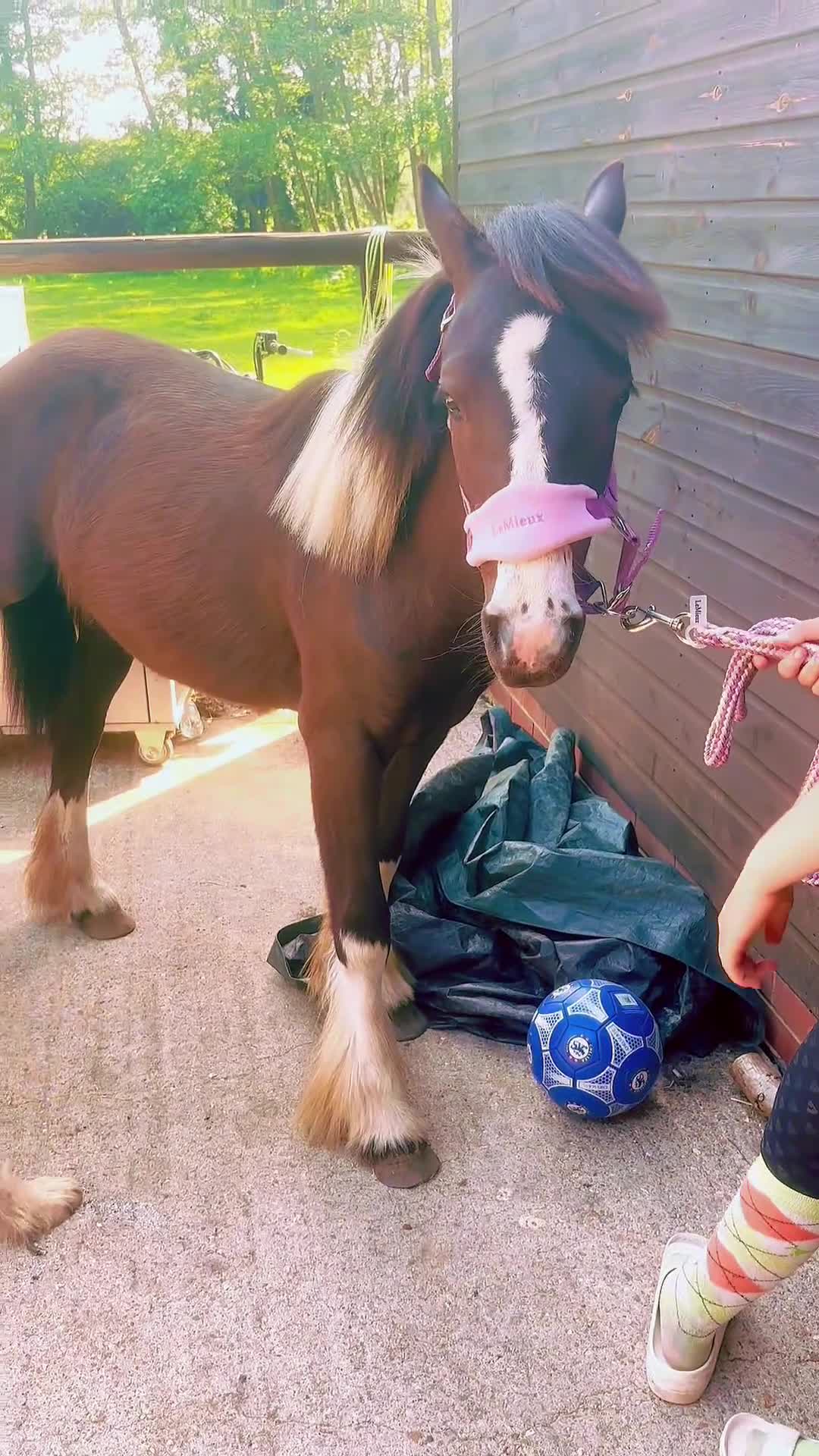 Irish Cob horses for sale: 1yr old Filly Foal  - Video 1