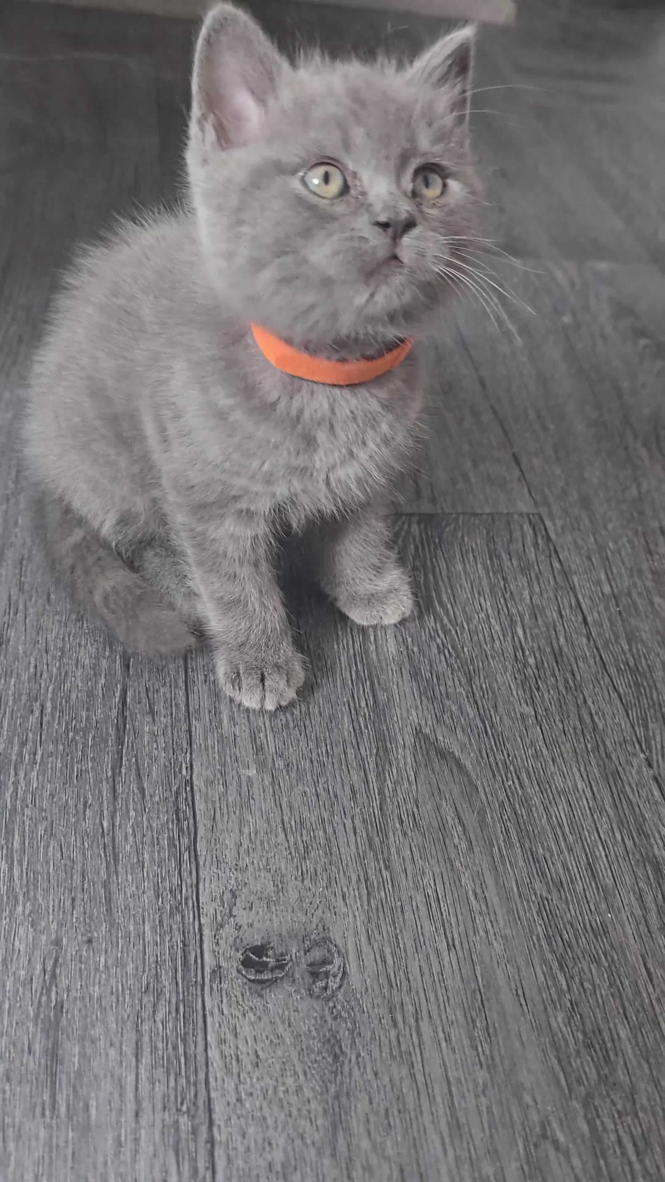 British Shorthair cats for sale: British Shorthair  kittens  - Video 3
