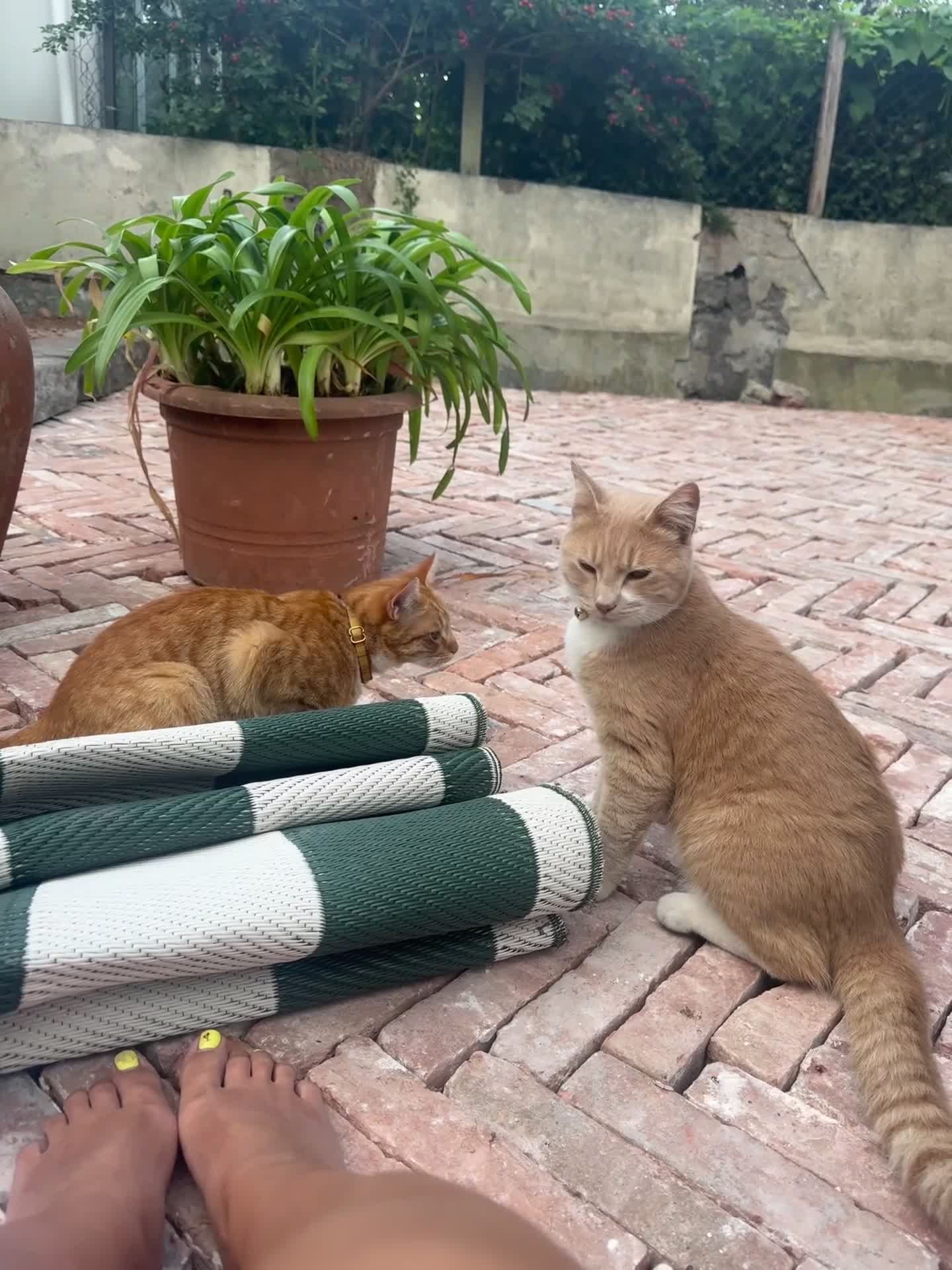 British Shorthair cats for sale: Two gorgeous young male ginger cats - Video 2