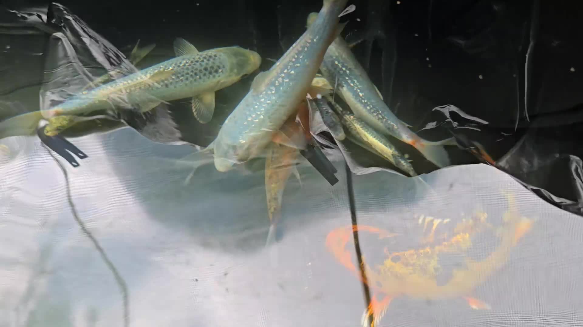 Koi Carp fish for sale: Young Koi for Sale - Video 1
