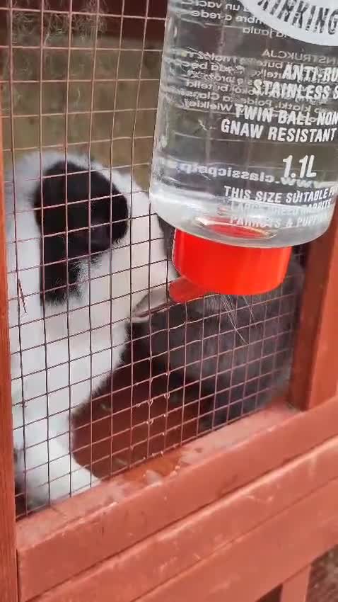 Dwarf Lop rabbits for sale: 2 female dwarf lops (spayed) - Video 1