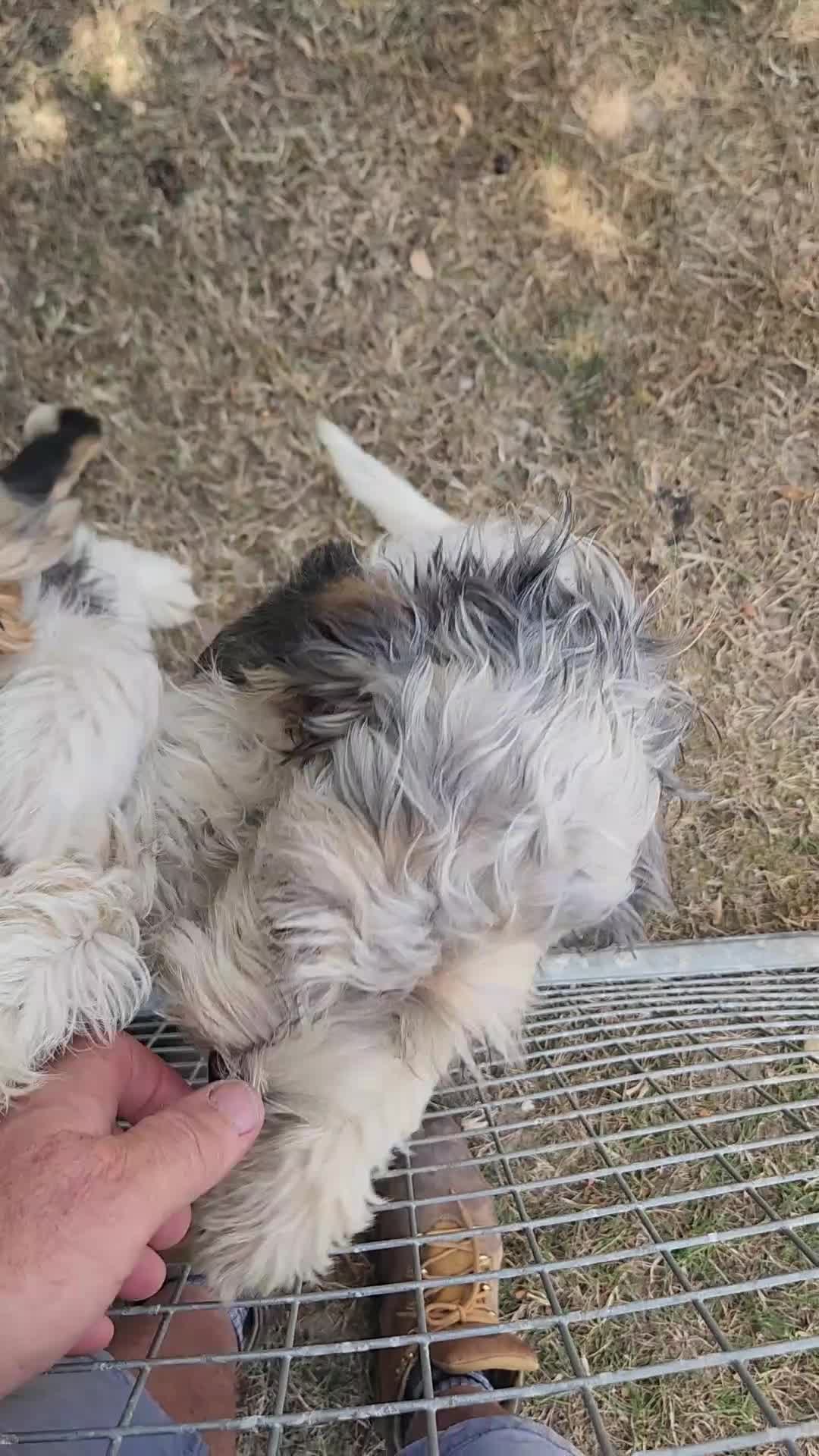 Basset Griffon Vendeen dogs for sale: Griffon grand bassets  - Video 3