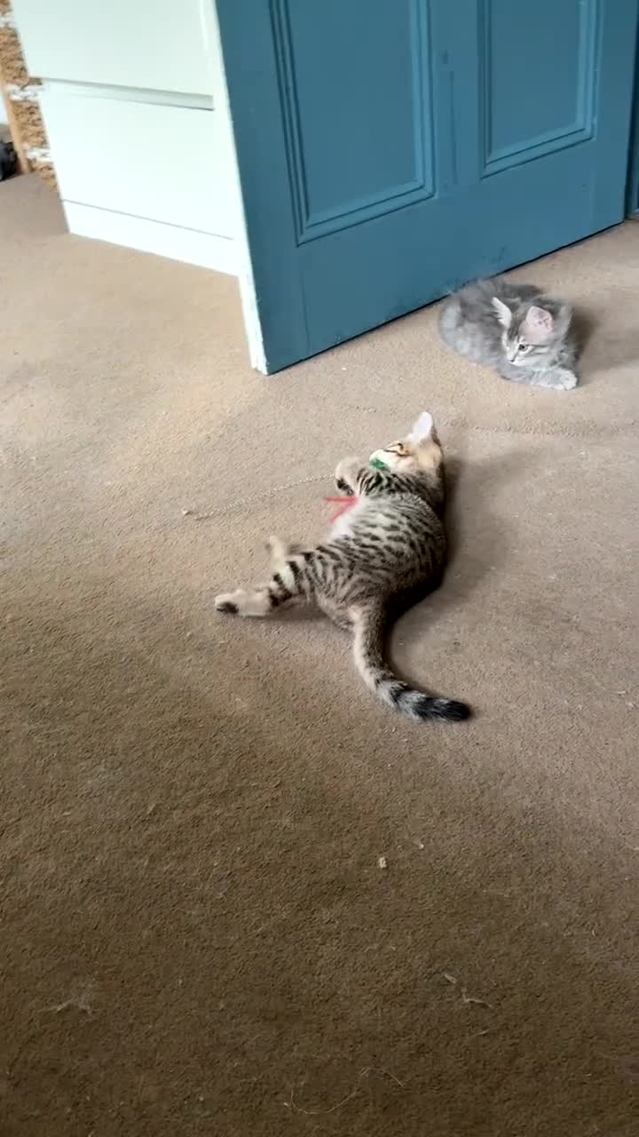 Mixed Breed cats for sale: 1 boy kitten  - Video 1