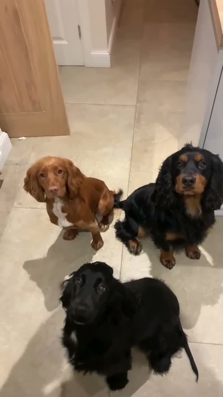 Cocker Spaniel dogs for sale: 🐾 Poppy – 4-Year-Old KC Registered Working Cocker - Video 1
