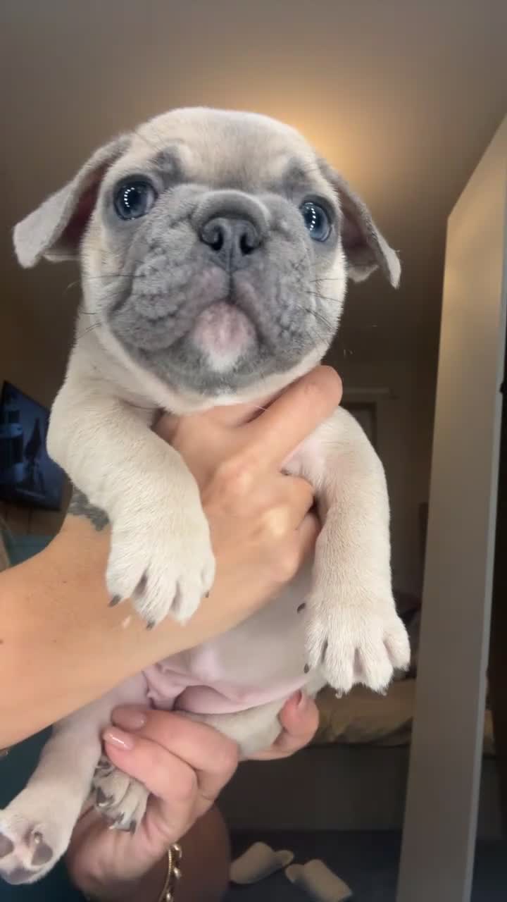 French Bulldog dogs for sale: Beautiful French Bulldog Pups  - Video 2