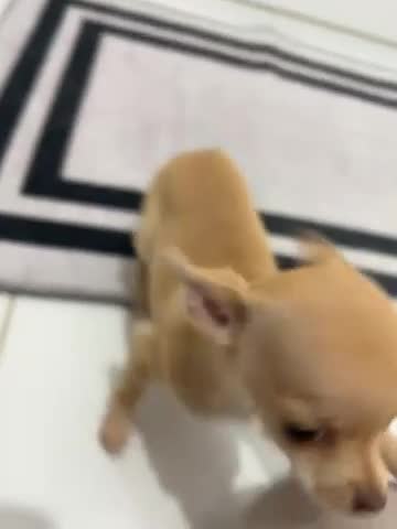 Chihuahua dogs for sale: Miniature chihuahua puppies (champion litter)  - Video 4