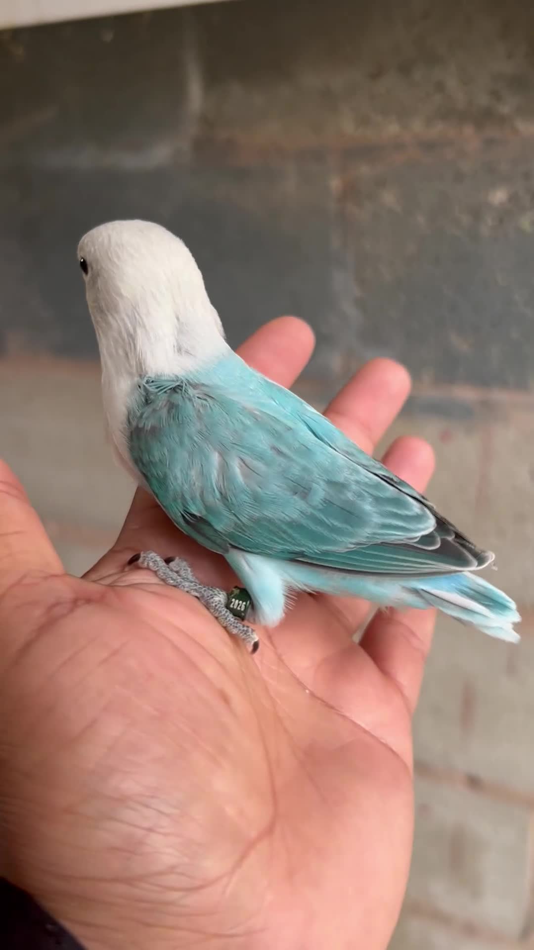 Lovebirds birds for sale: Beautiful baby and adult lovebird - Video 3
