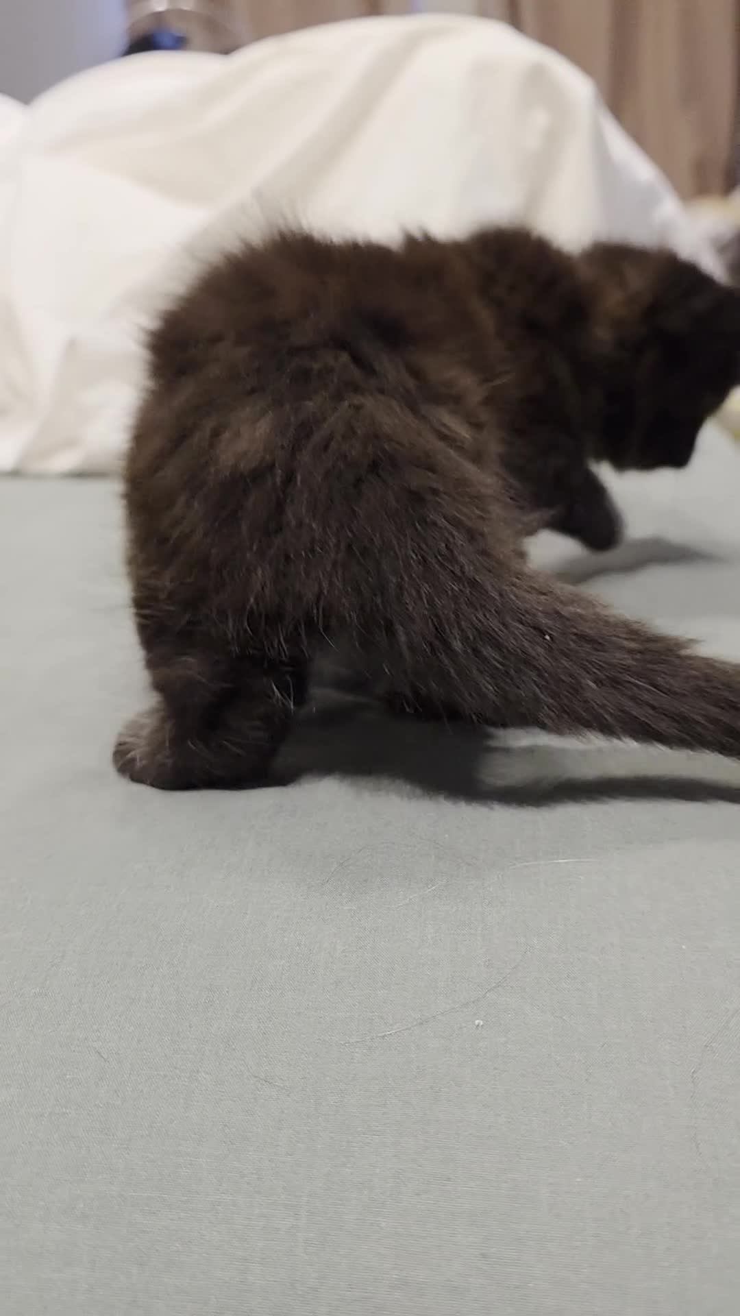 British Longhair cats for sale: 7 kittens boys and girls. British longhair cross  - Video 5