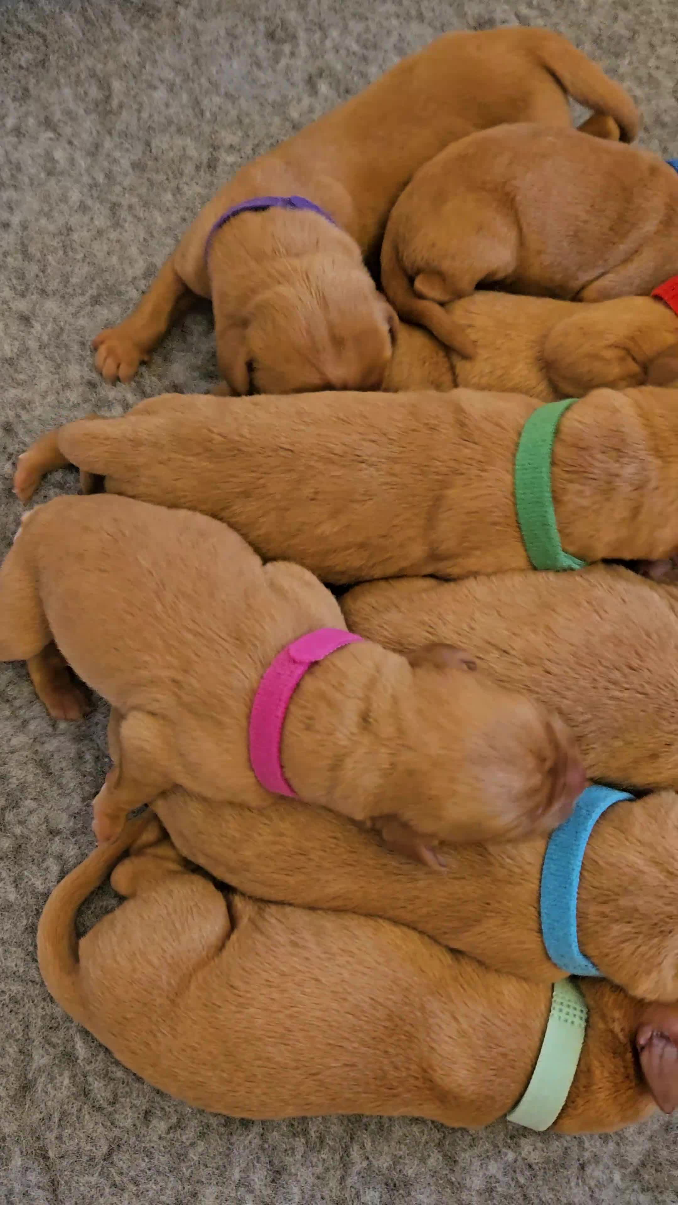 Labrador Retriever dogs for sale: Fox Red Labrador Retriever KC Registered puppies in Wetherby - Video 4
