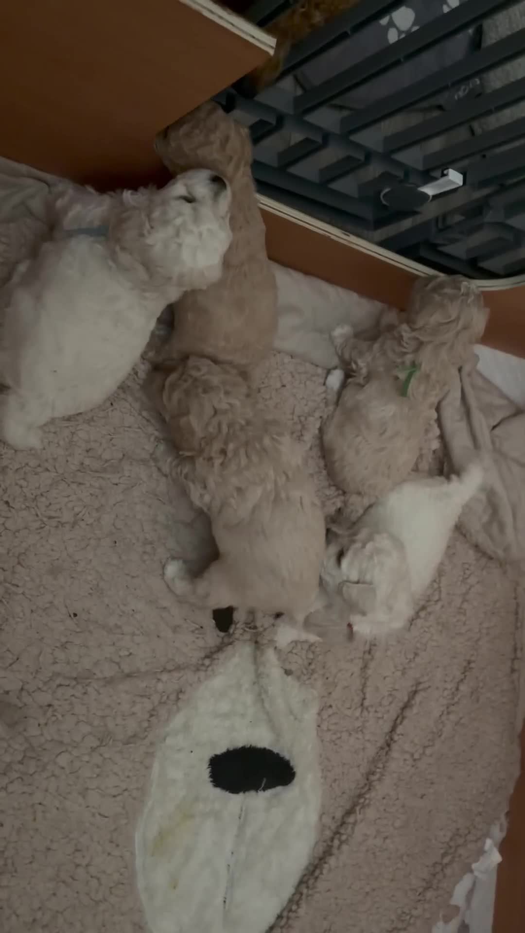 Mixed Breed dogs for sale: Beautiful Toy Poochon Puppies - Video 1