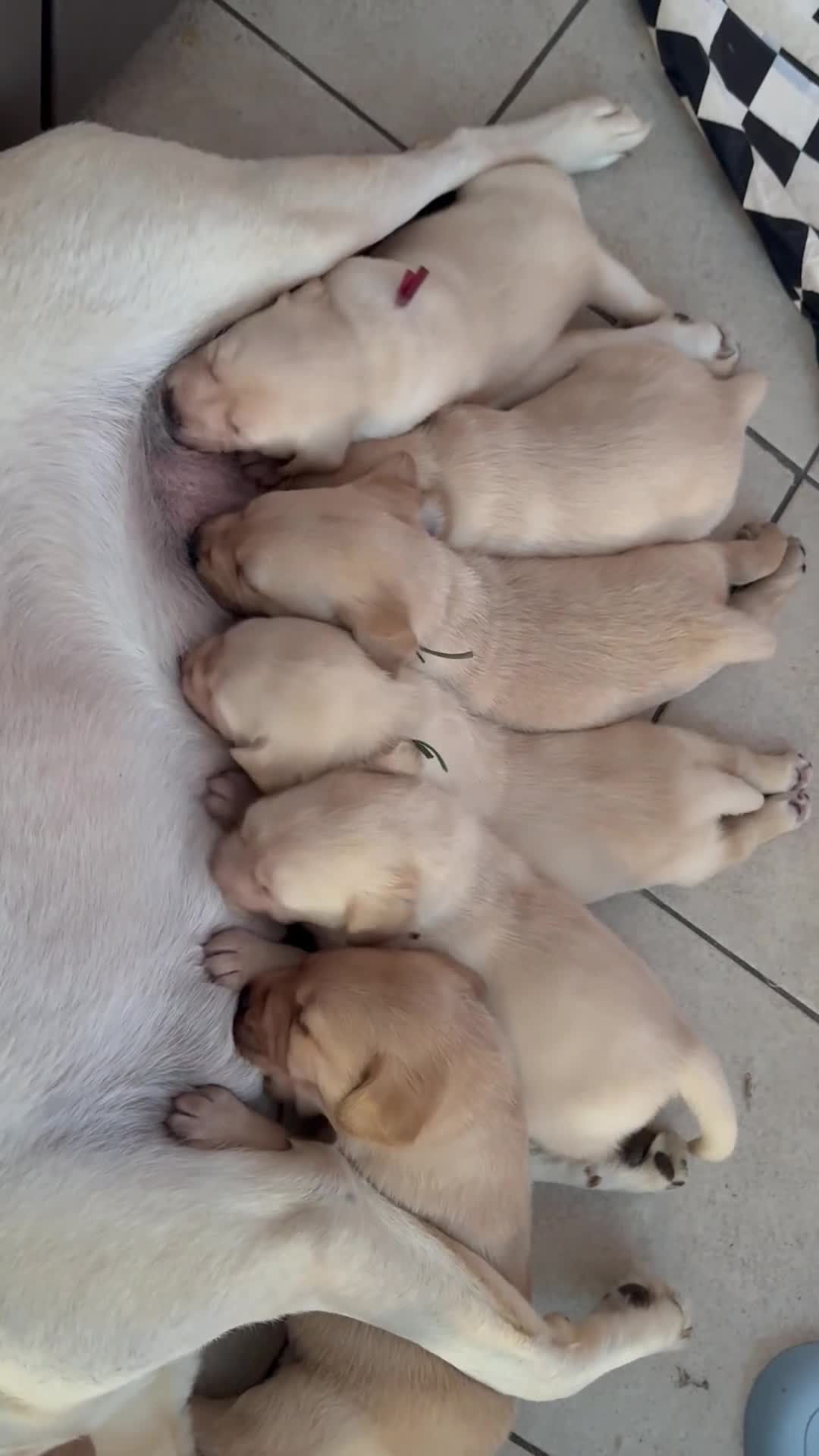 Labrador Retriever dogs for sale: Labrador puppies  - Video 2