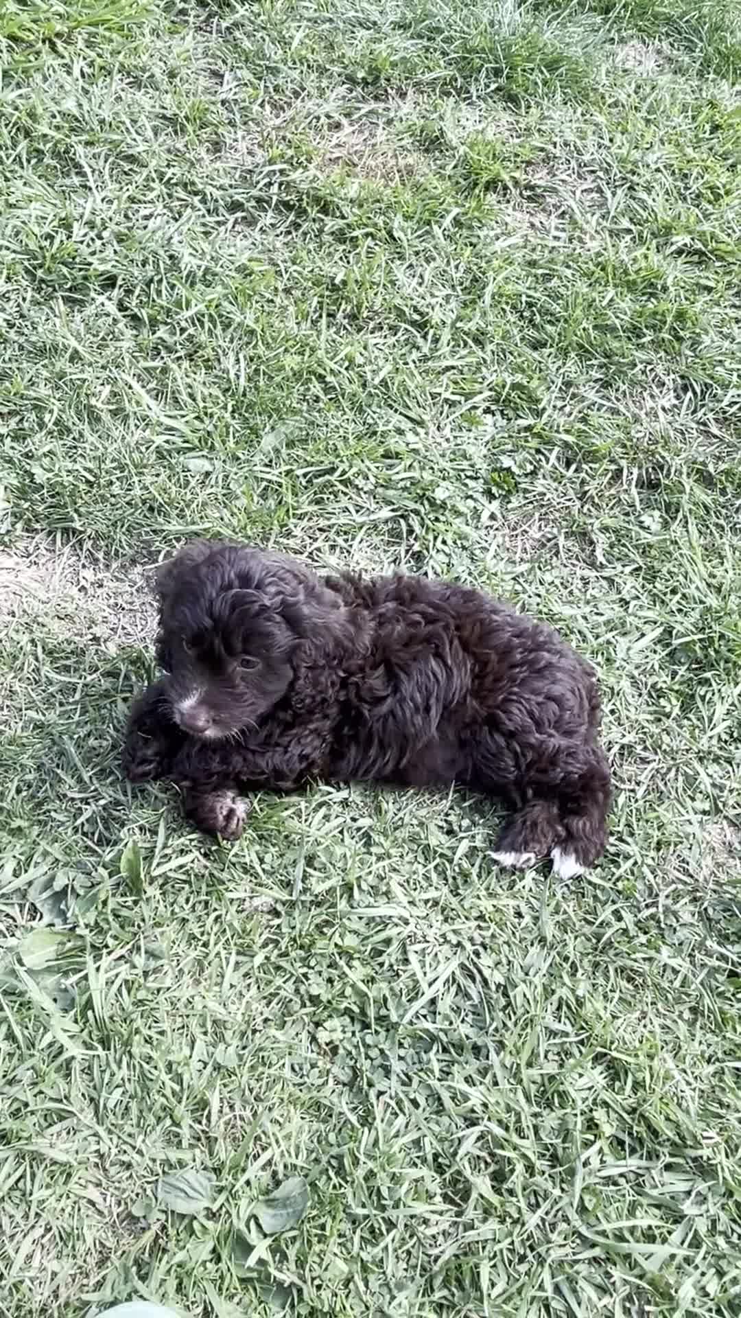 Cockapoo dogs for sale: Vet checked stunning Chocolate Cockapoo boy ready  - Video 2