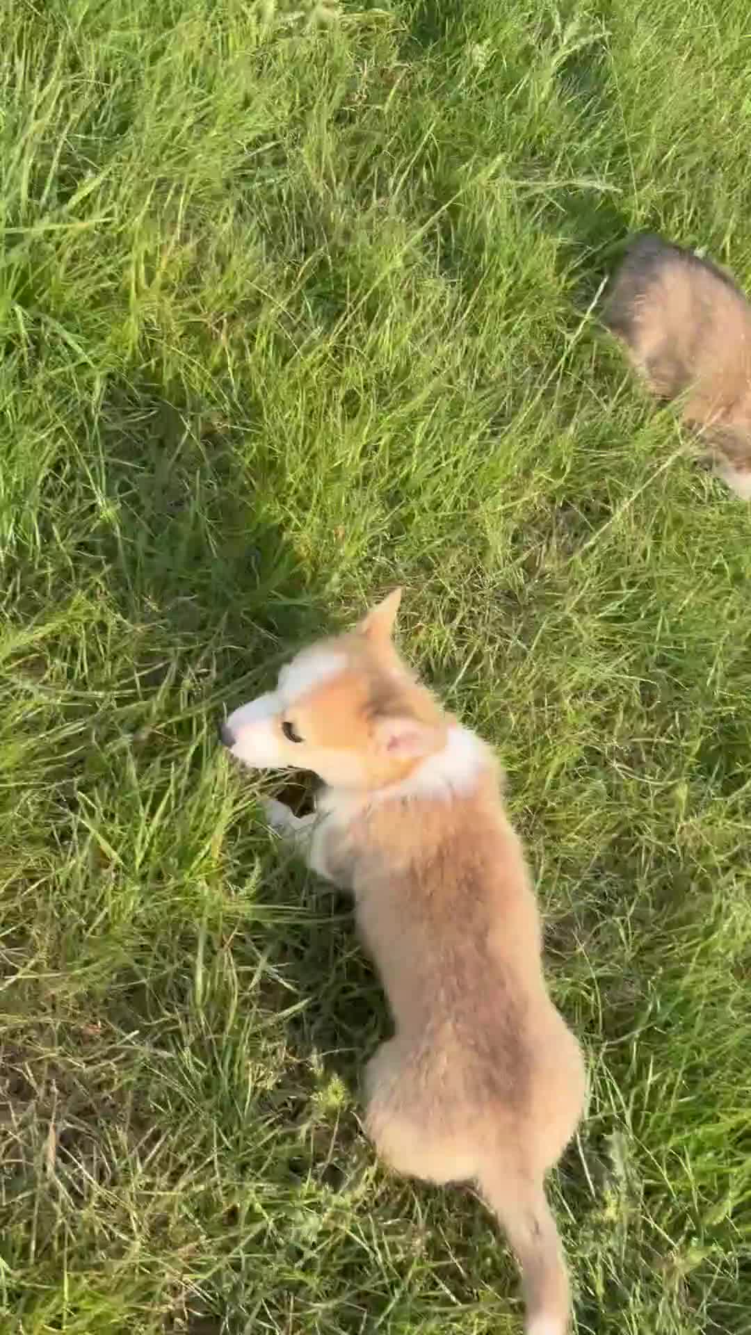 Welsh Corgi Pembroke dogs for sale:  Pembrokeshire Corgi Puppies for sale!🏡 - Video 1